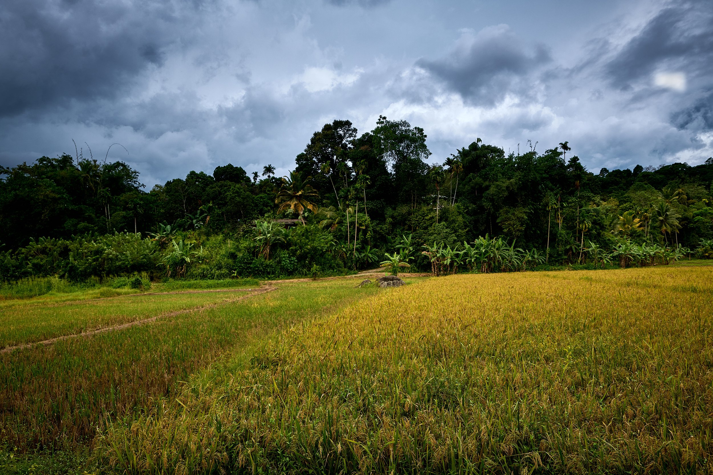 Sri Lanka 2025 298.jpg