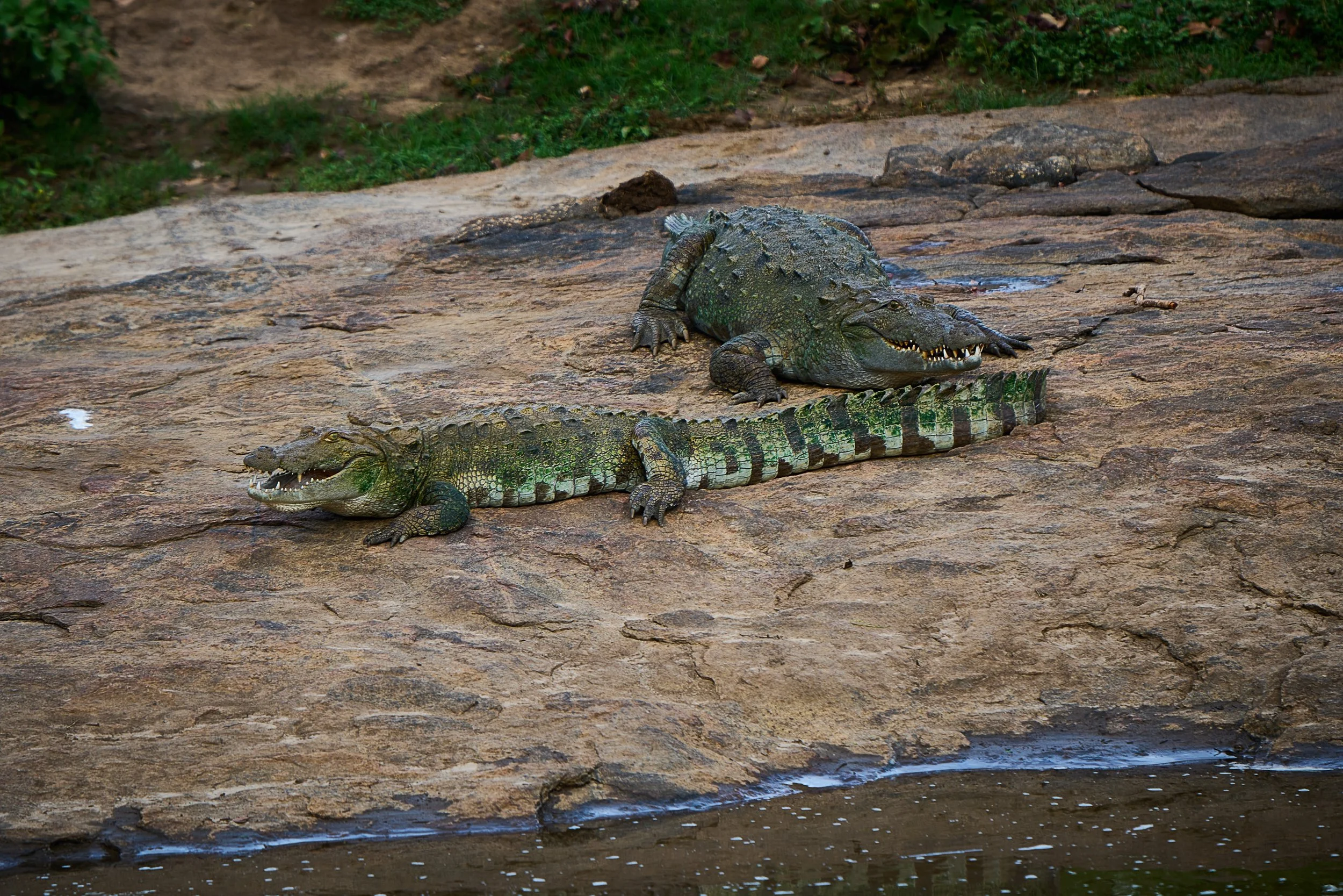 Sri Lanka 2025 509.jpg