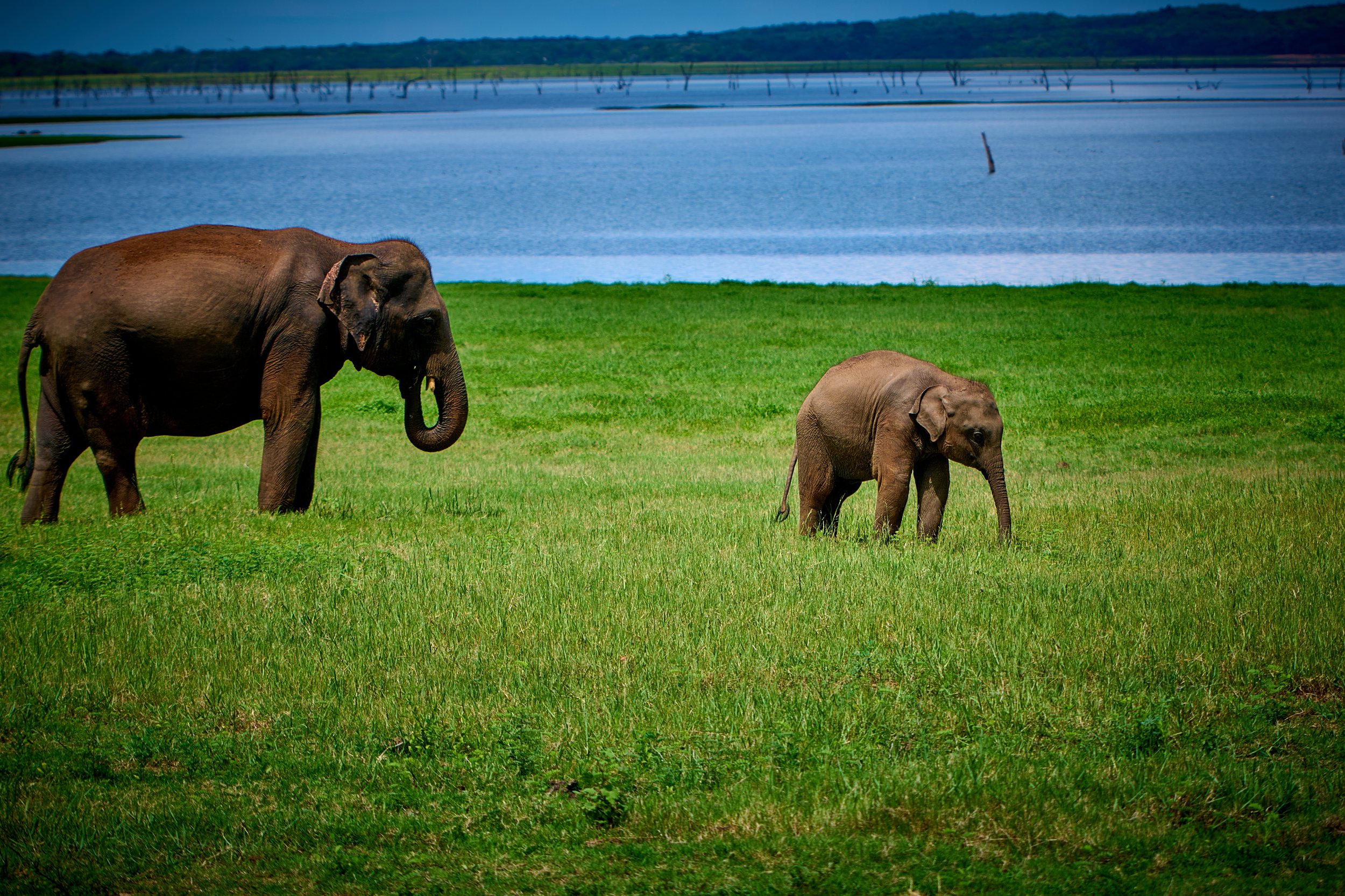 Sri Lanka 2025 106.jpg