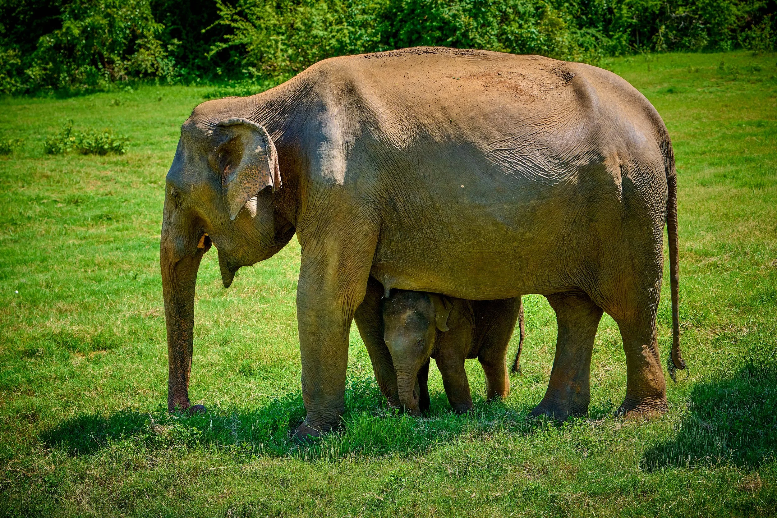 Sri Lanka 2025 135.jpg