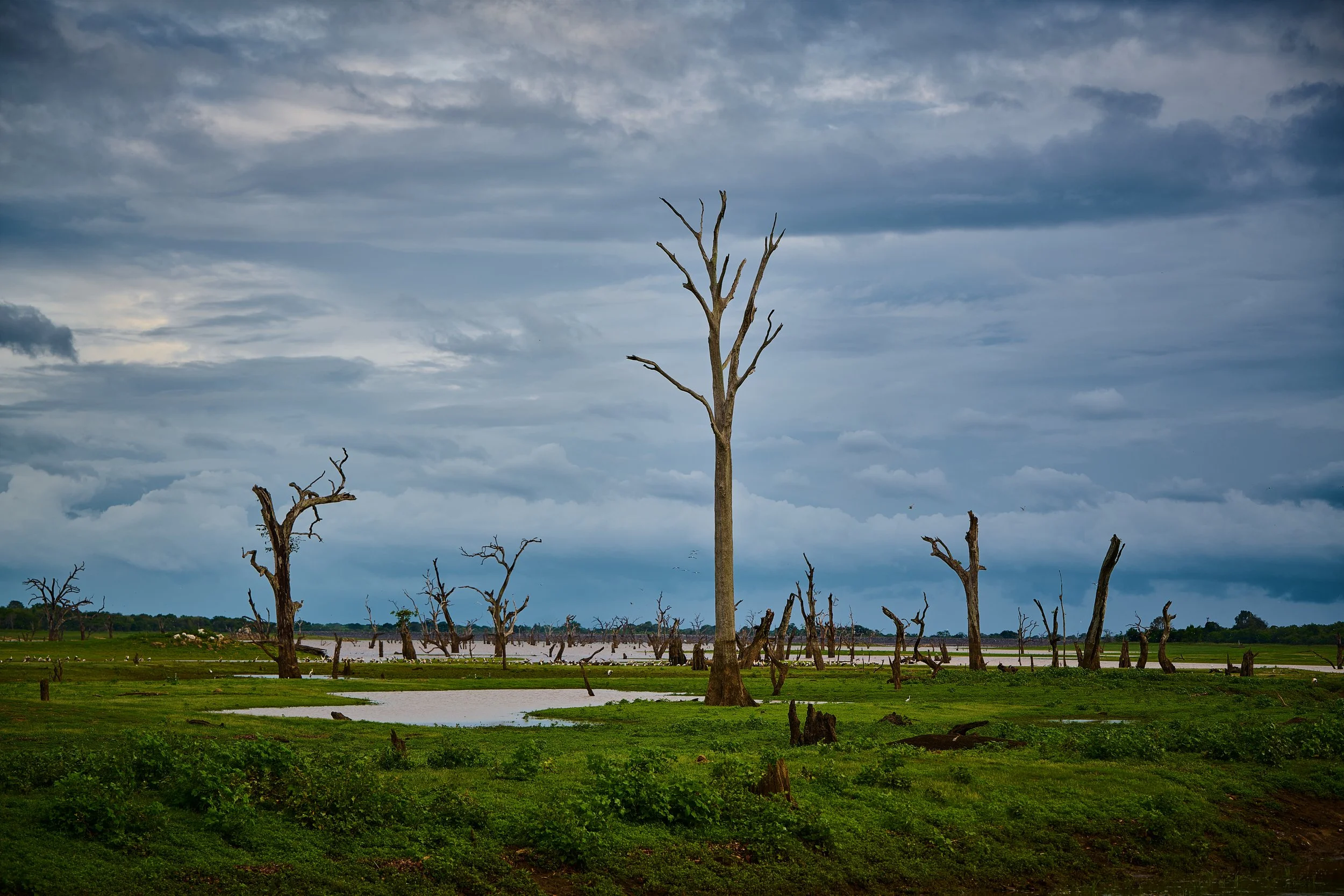 Sri Lanka 2025 515.jpg