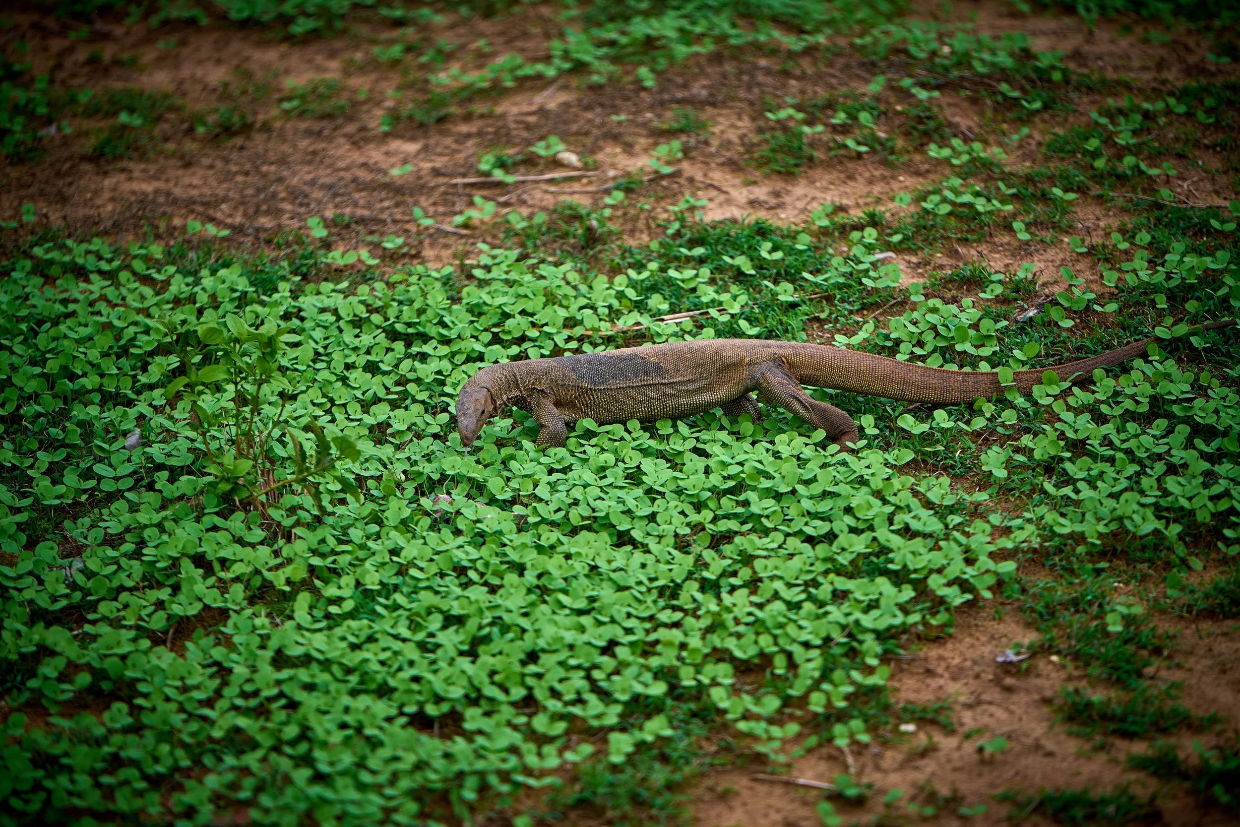 Sri Lanka 2025 474.jpg