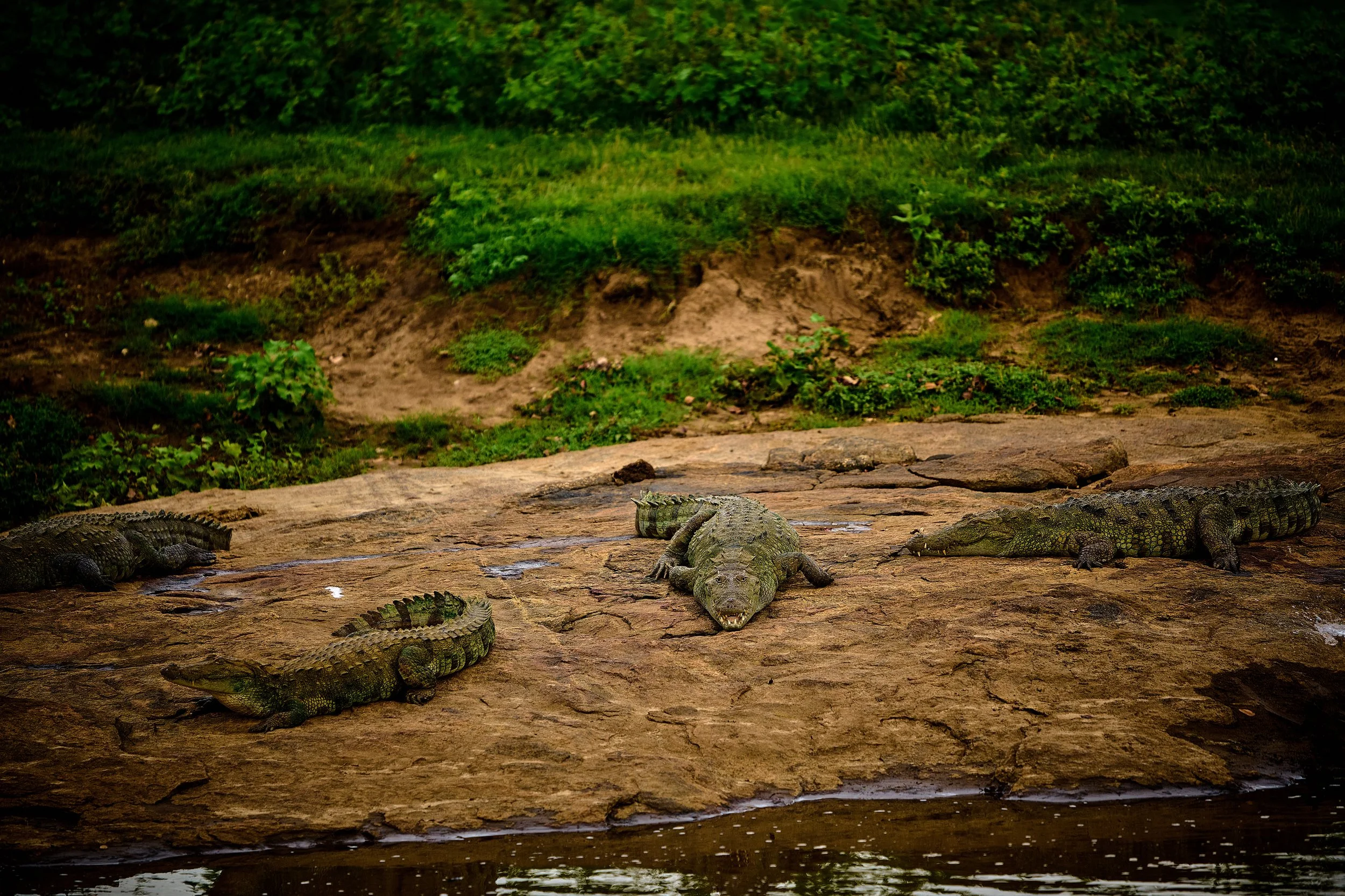 Sri Lanka 2025 530.jpg