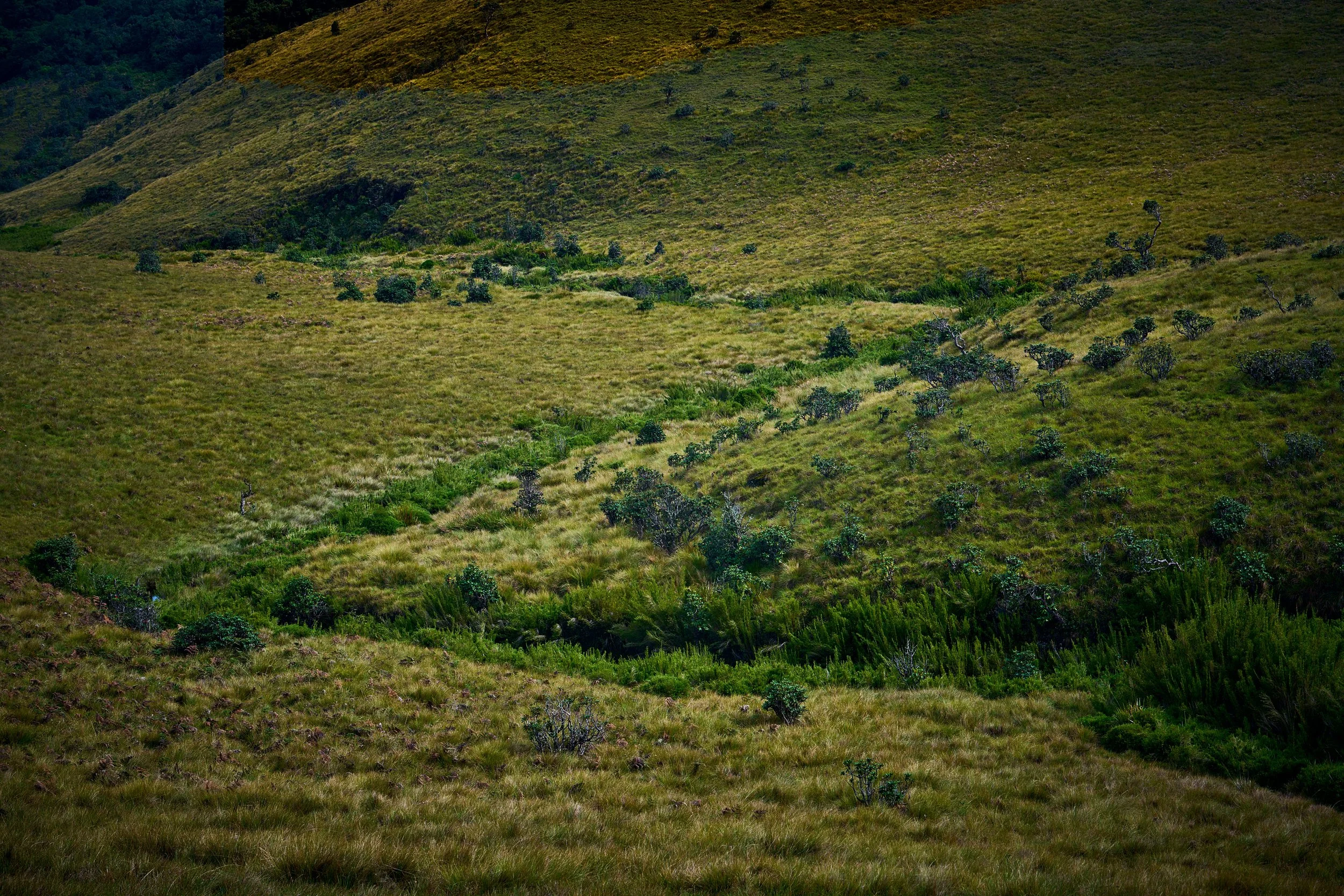 Sri Lanka 2025 394.jpg