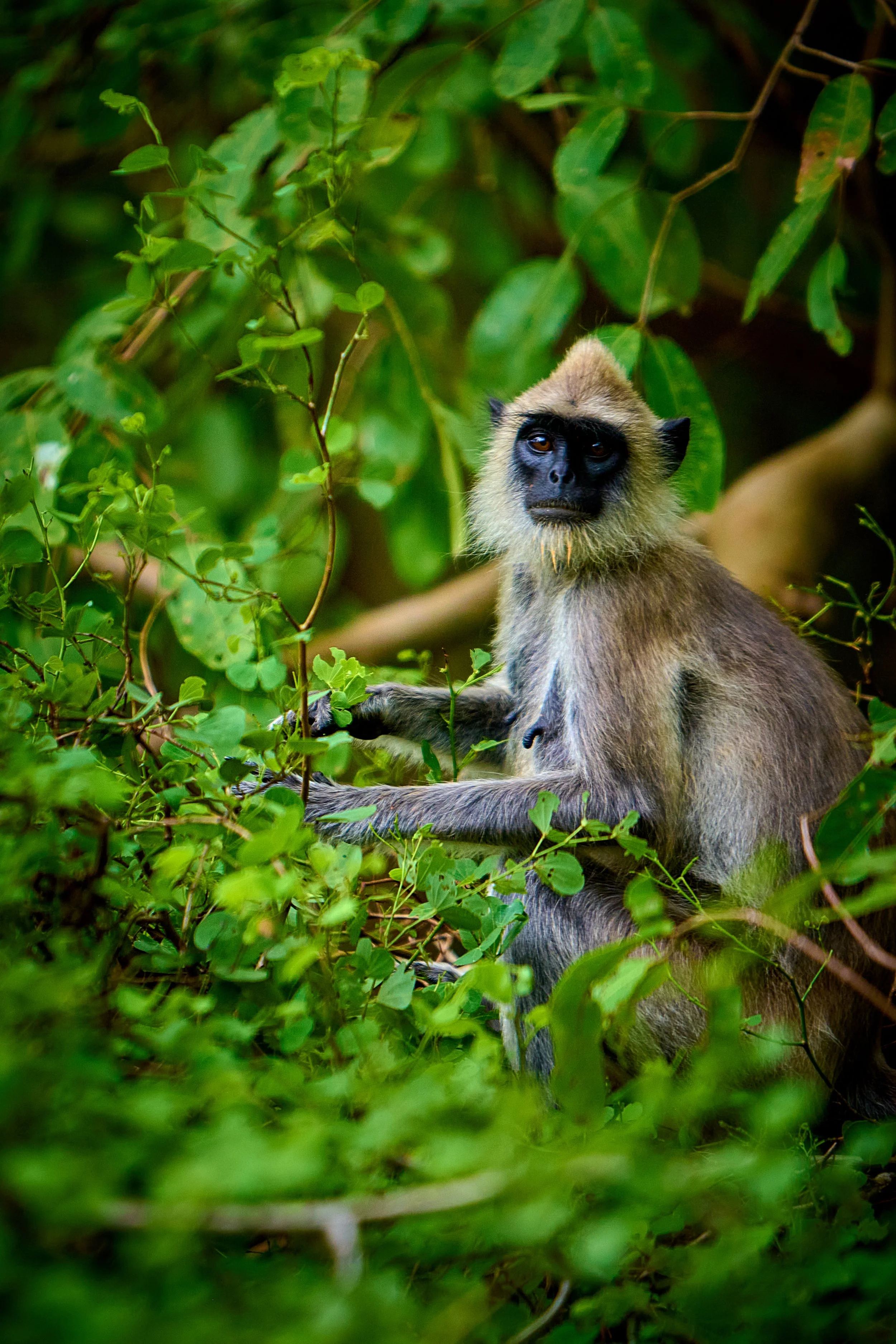 Sri Lanka 2025 180.jpg