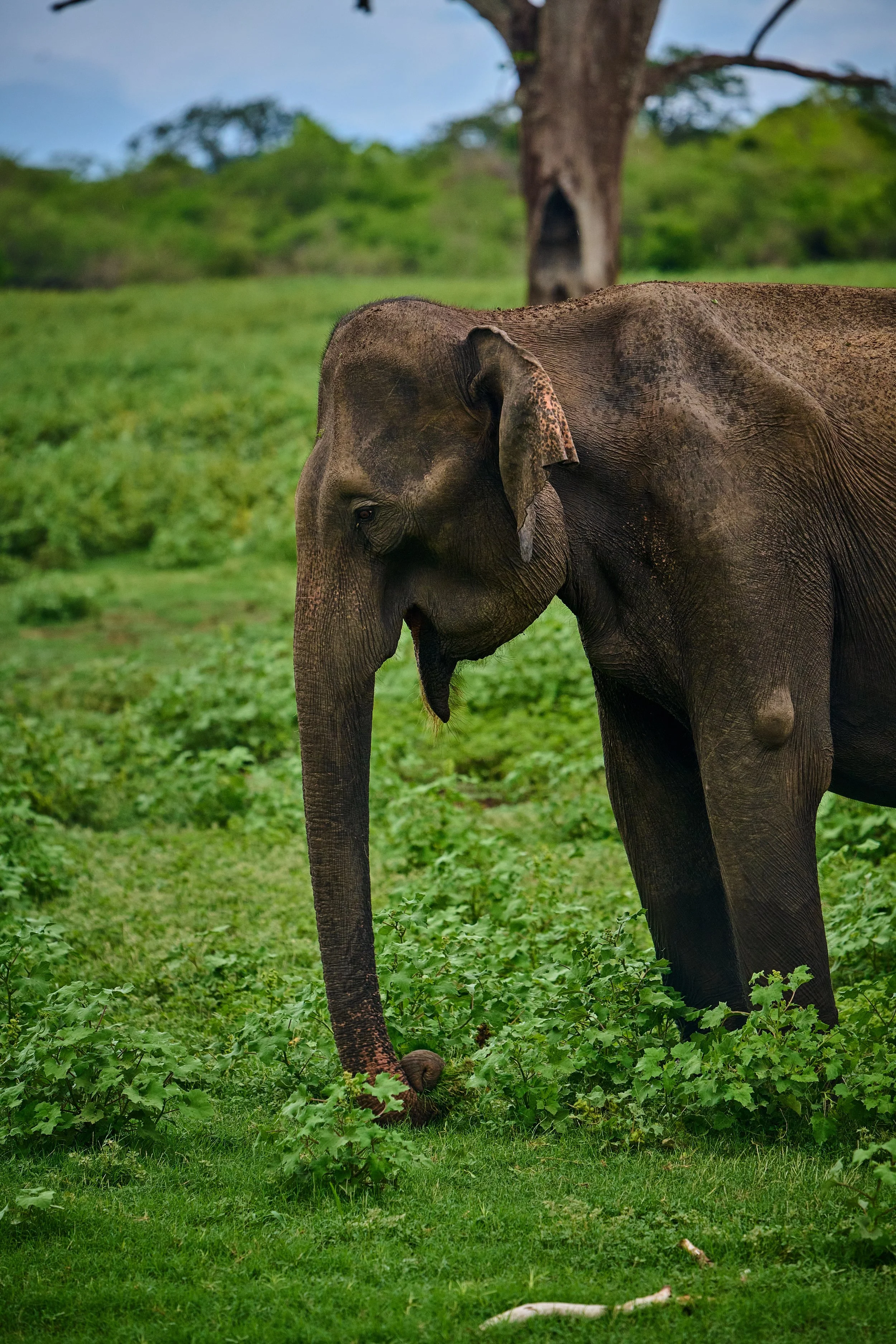 Sri Lanka 2025 547.jpg