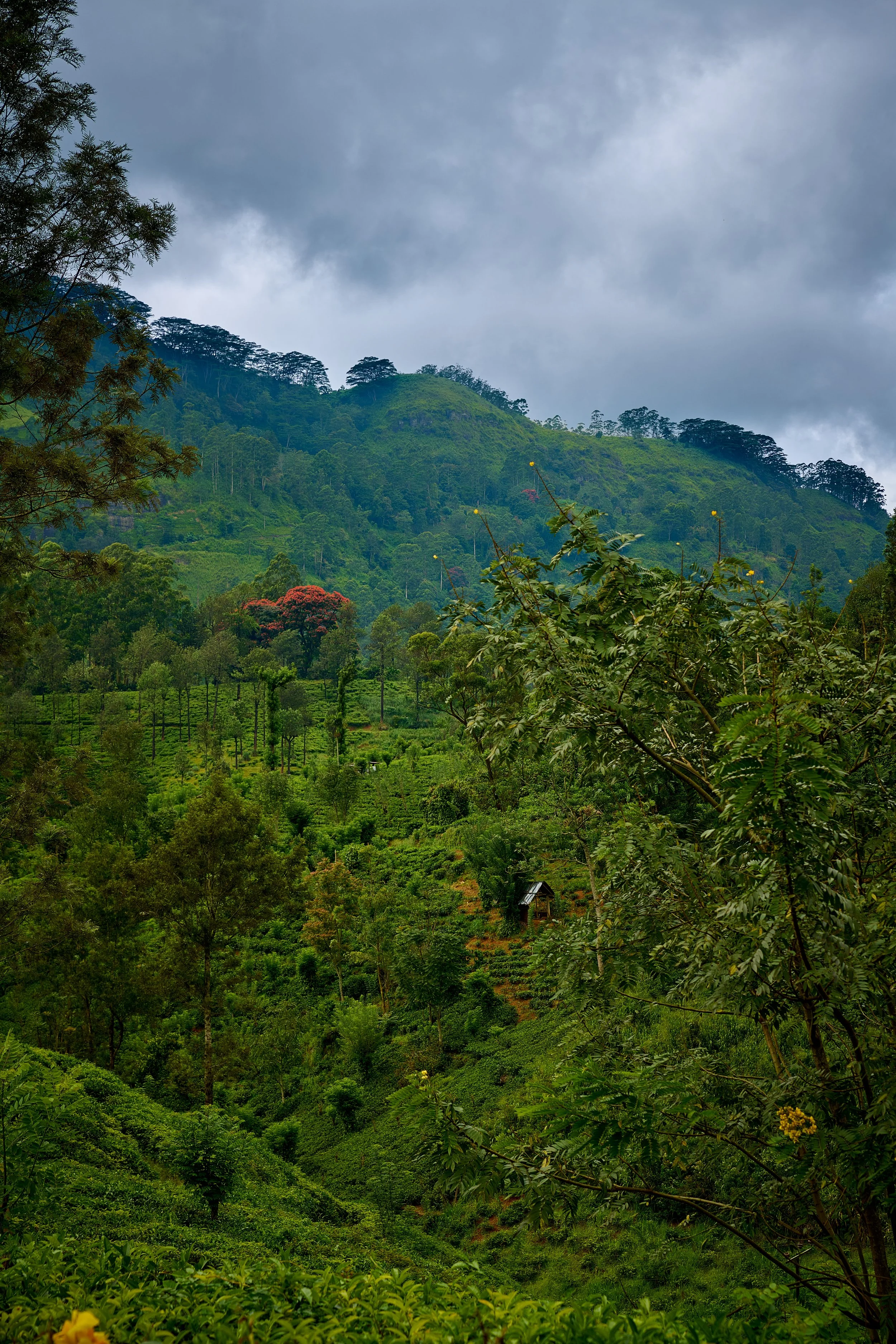 Sri Lanka 2025 311.jpg