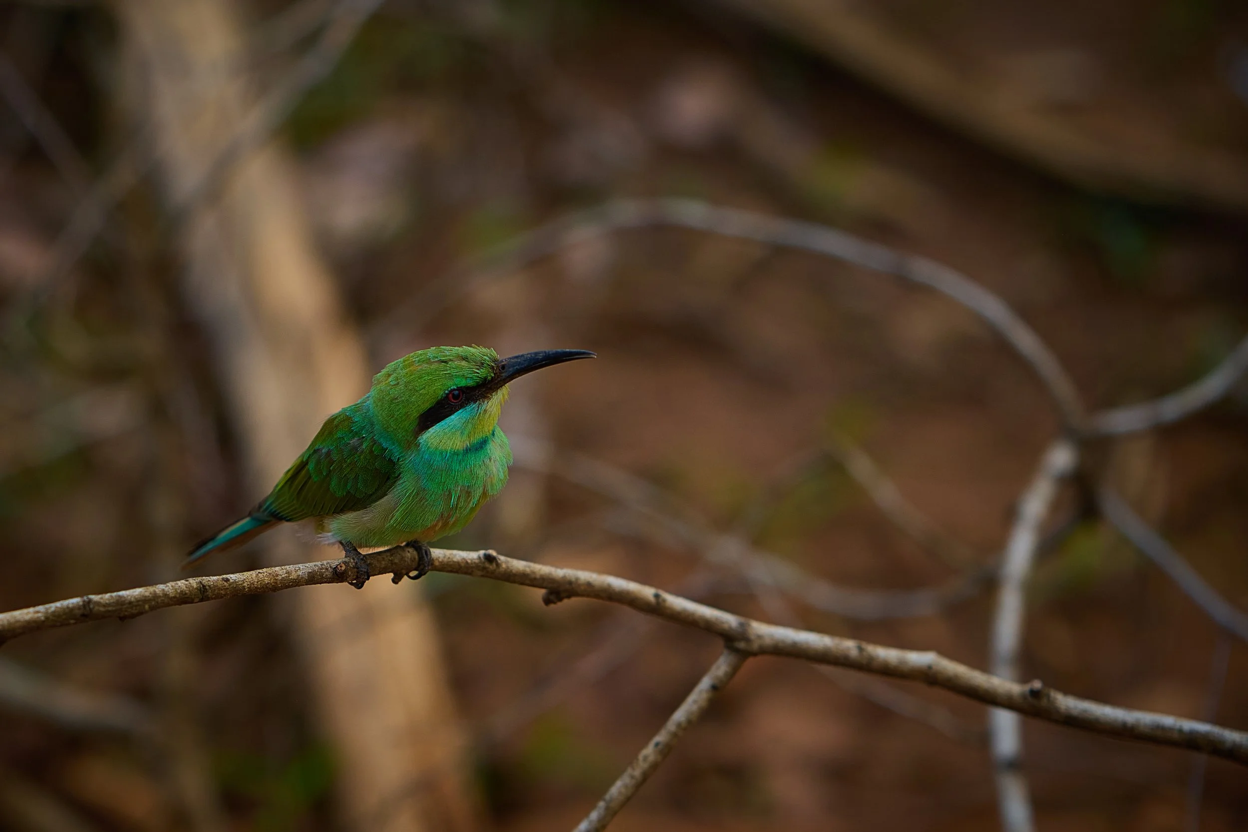 Sri Lanka 2025 491.jpg