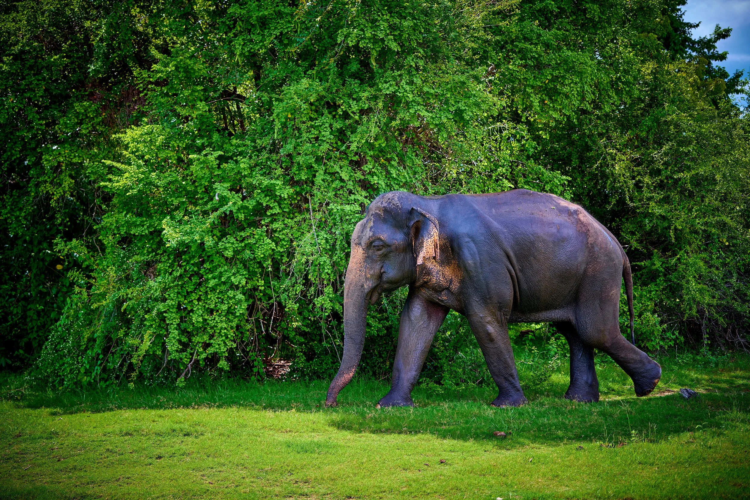 Sri Lanka 2025 164.jpg