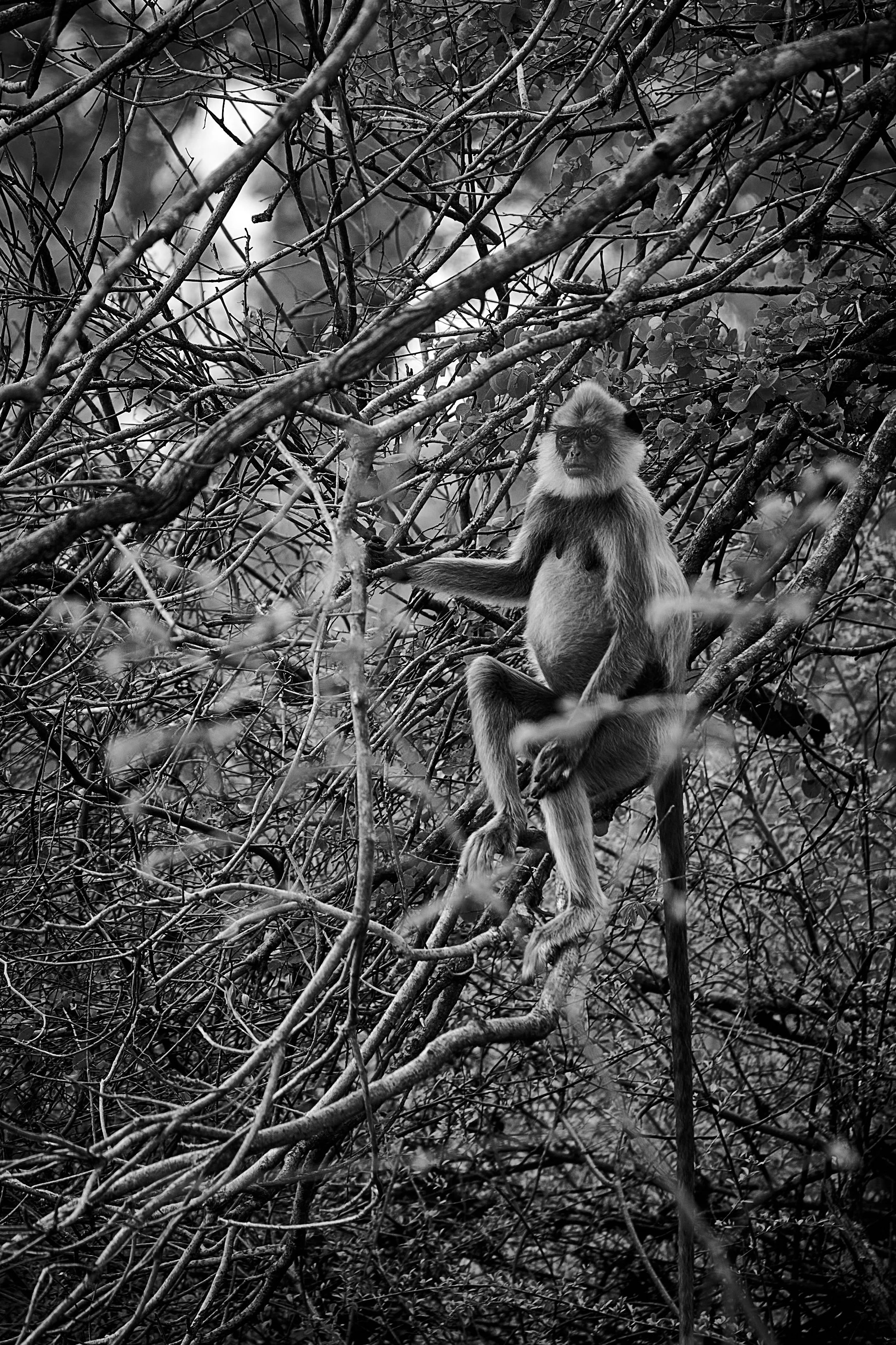 Sri Lanka 2025 497.jpg