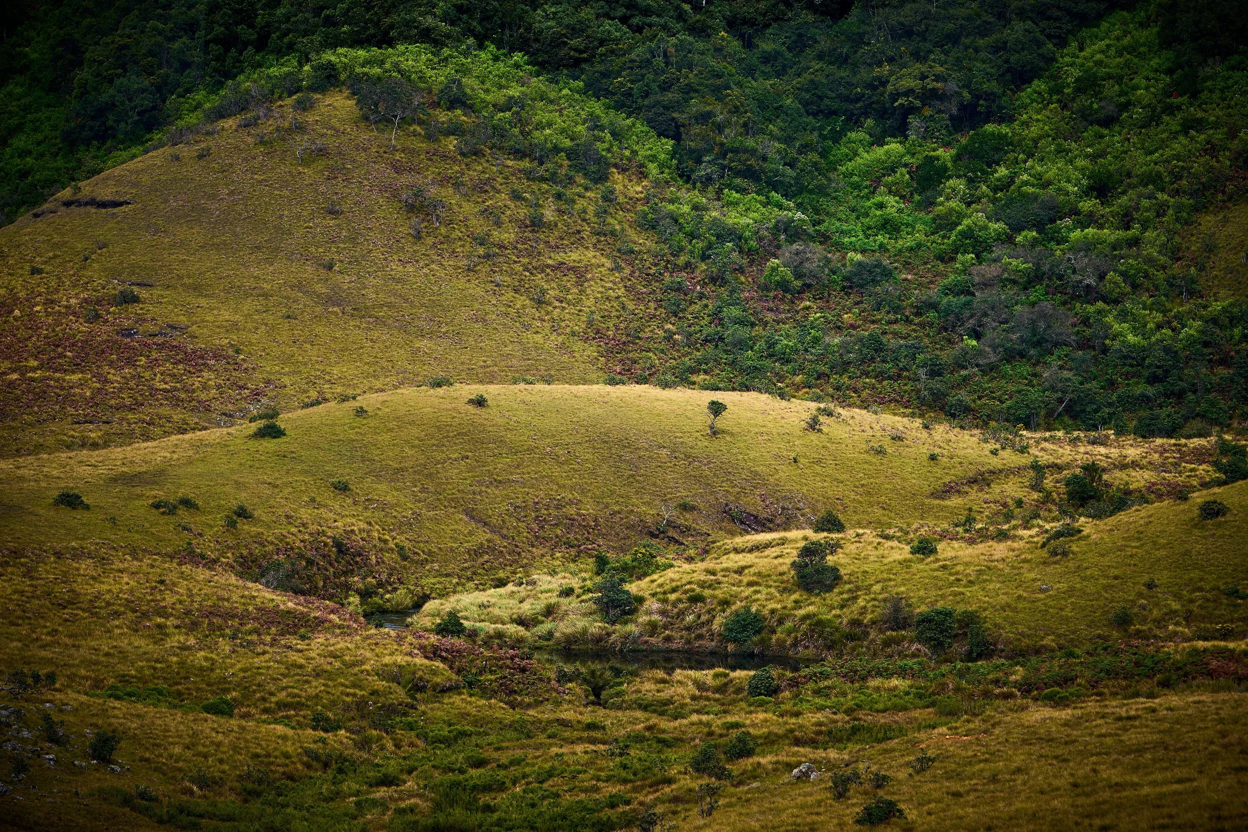 Sri Lanka 2025 395.jpg