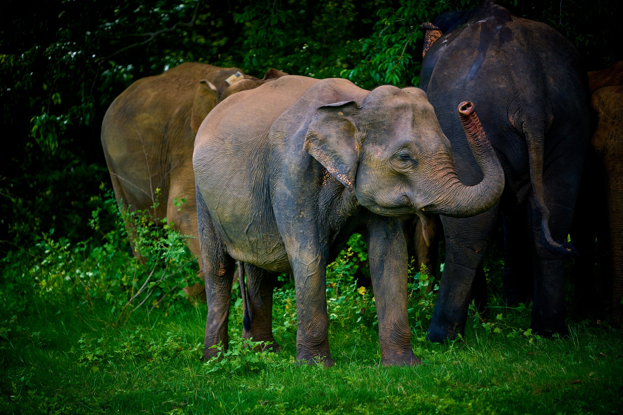 Sri Lanka 2025 166.jpg