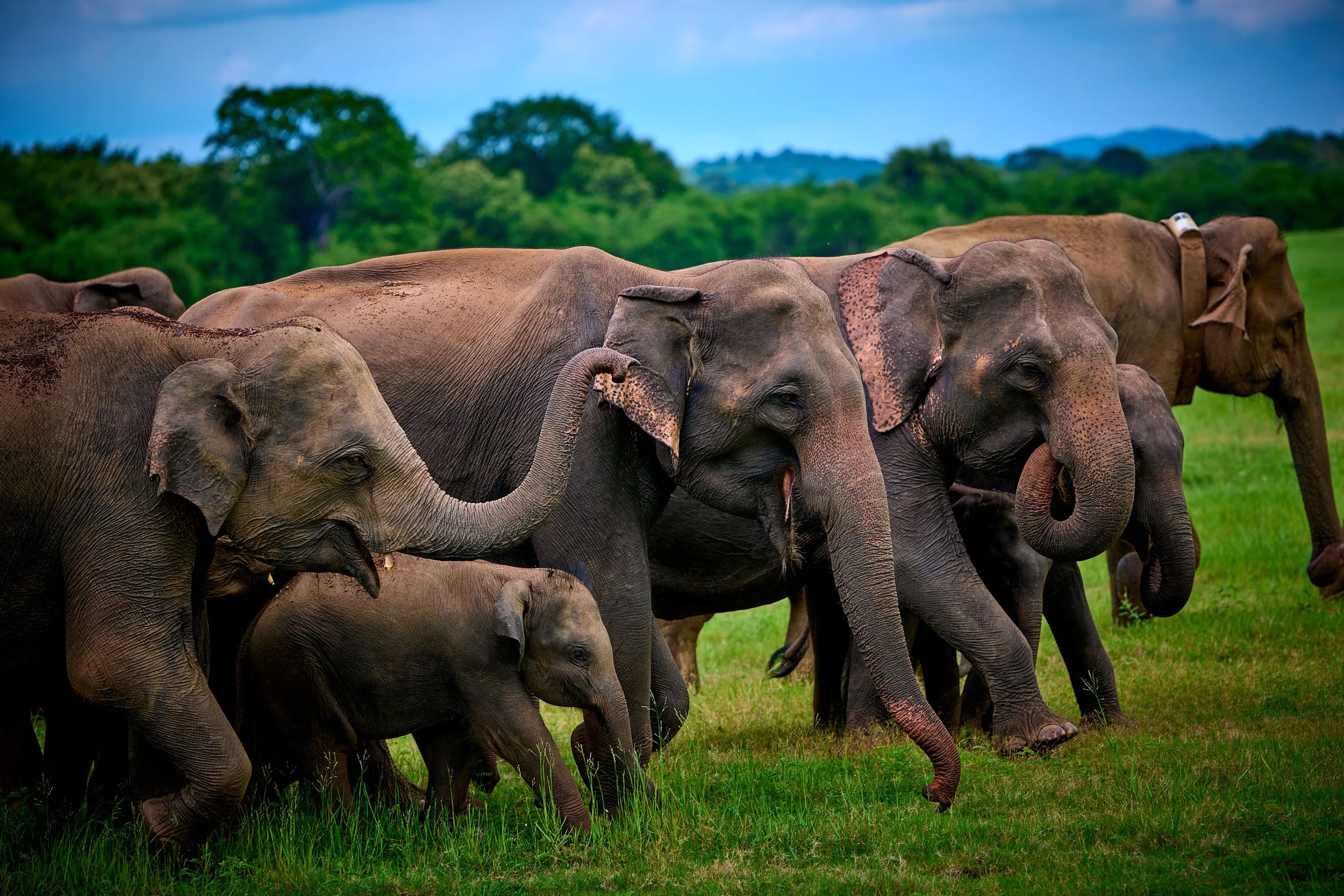 Sri Lanka 2025 169.jpg
