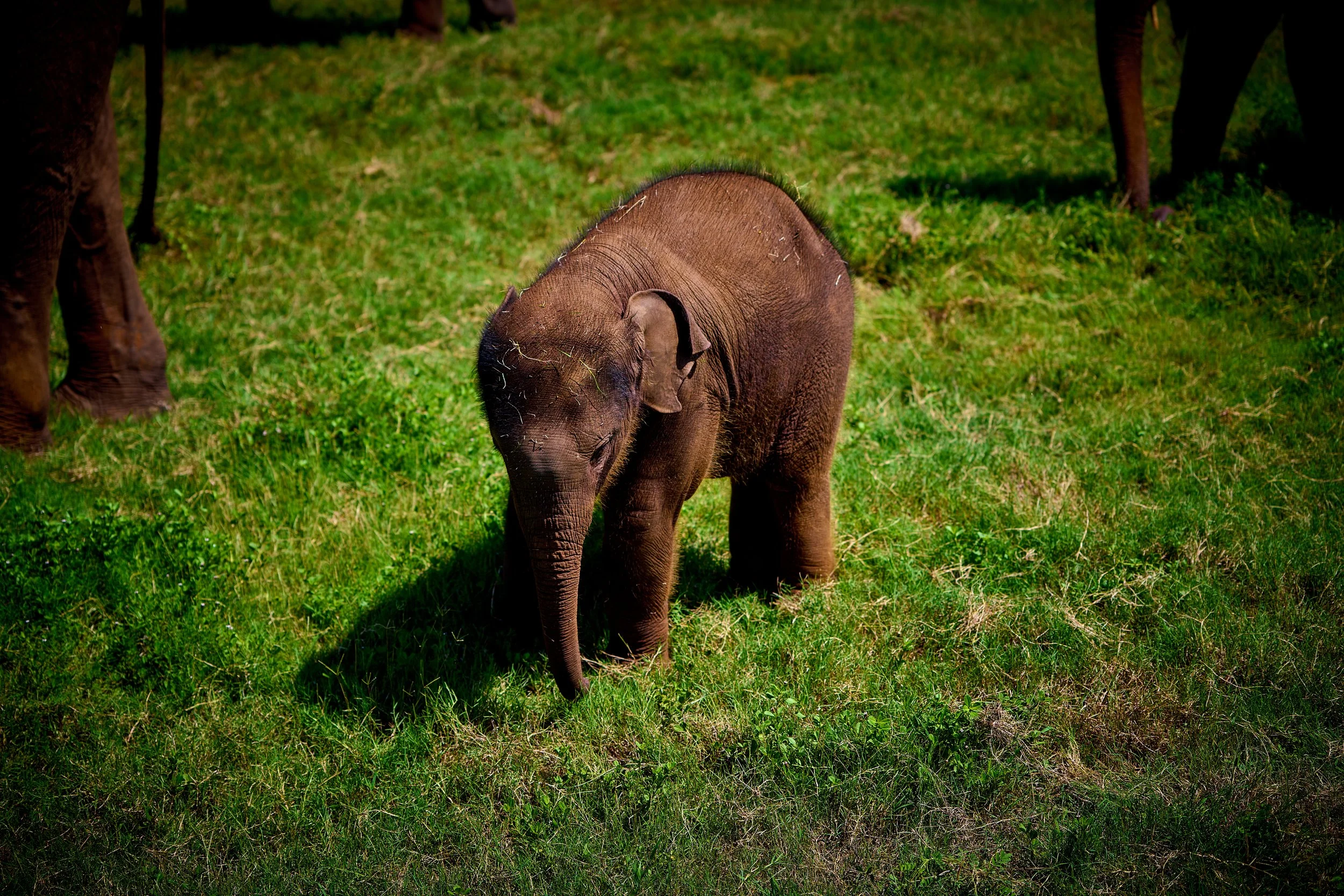 Sri Lanka 2025 145.jpg