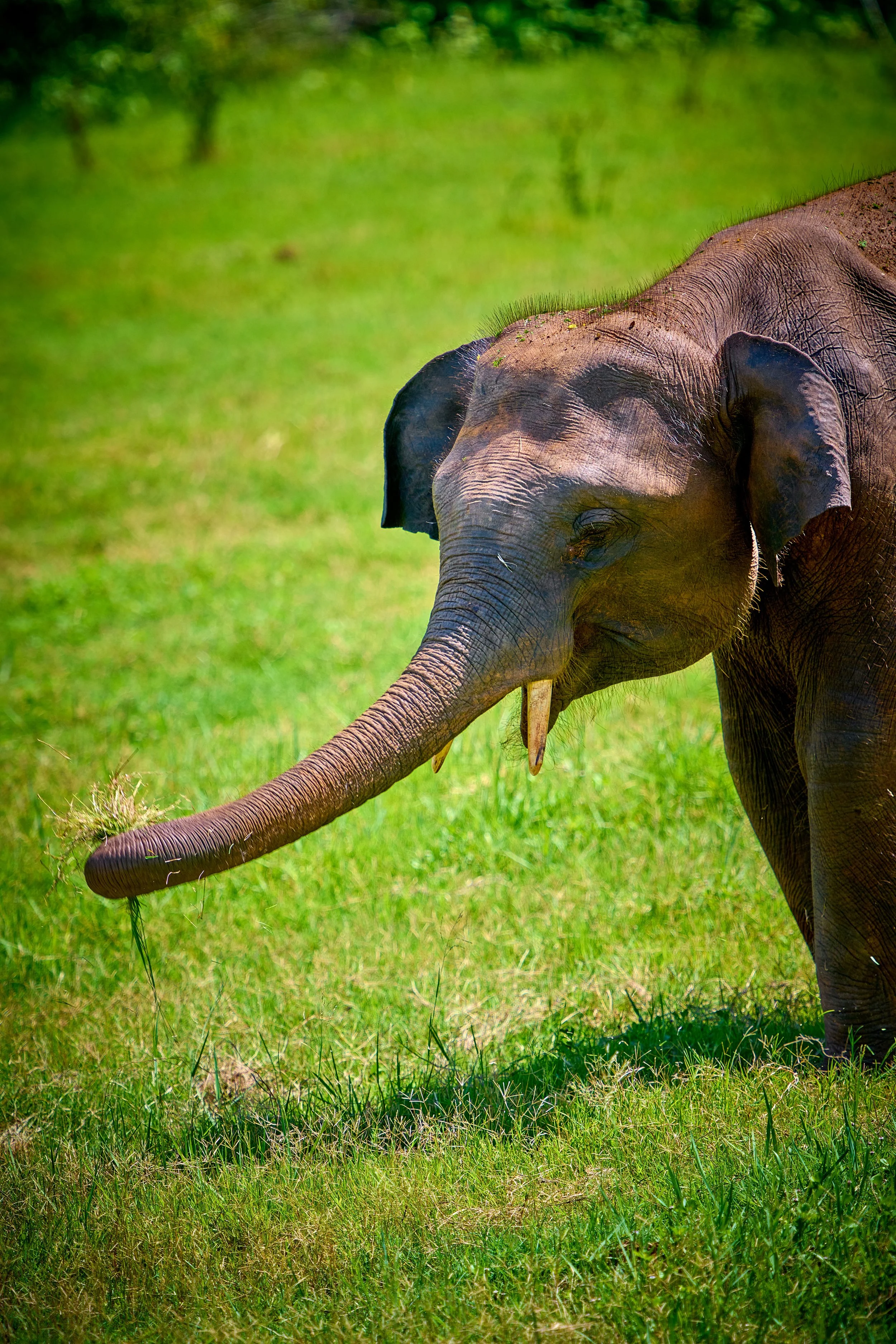 Sri Lanka 2025 132.jpg