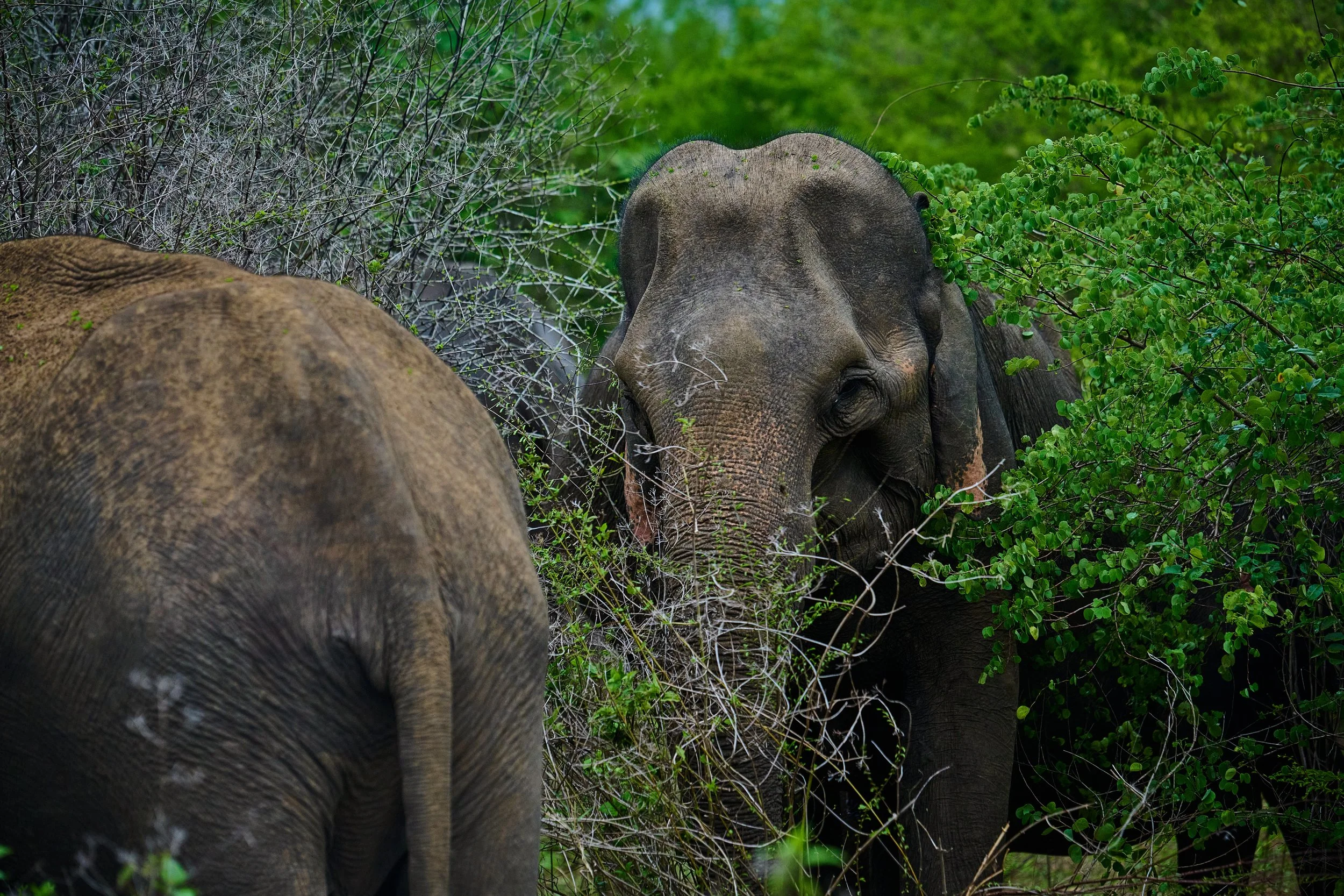 Sri Lanka 2025 550.jpg