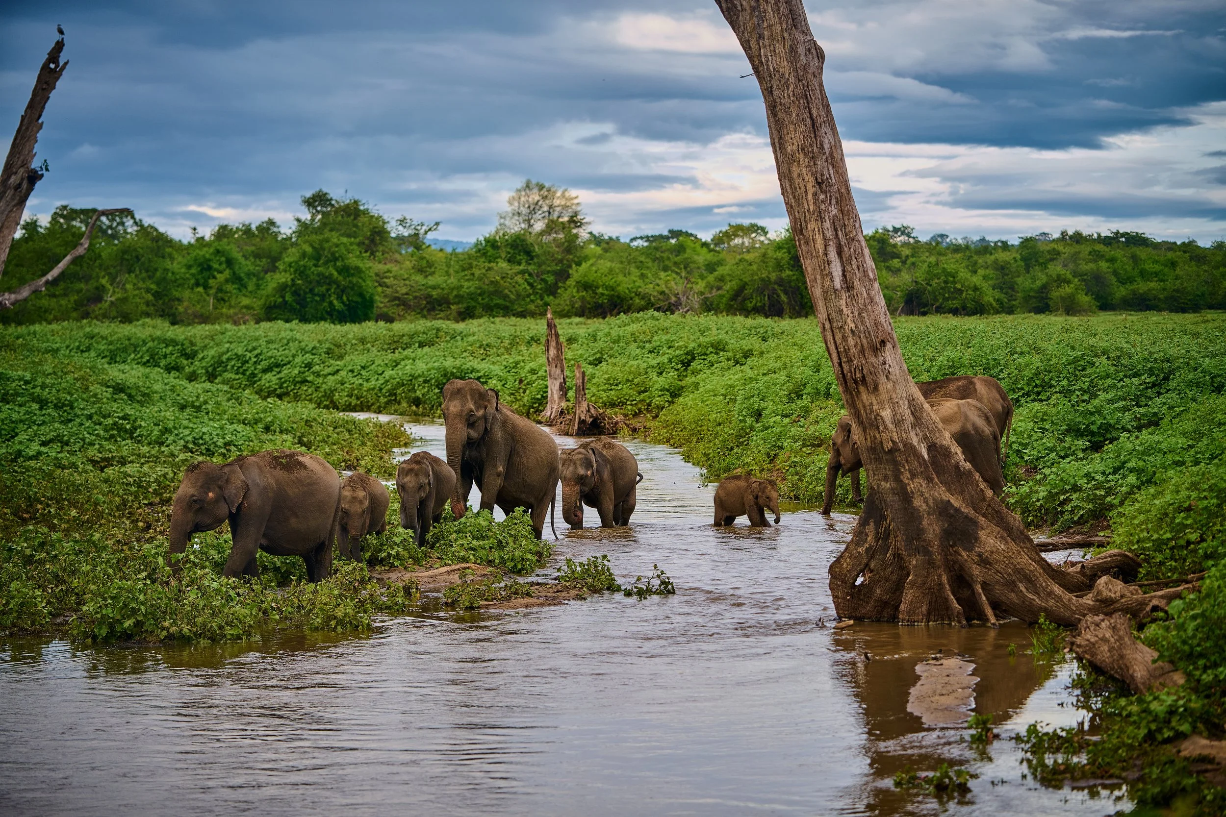Sri Lanka 2025 539.jpg