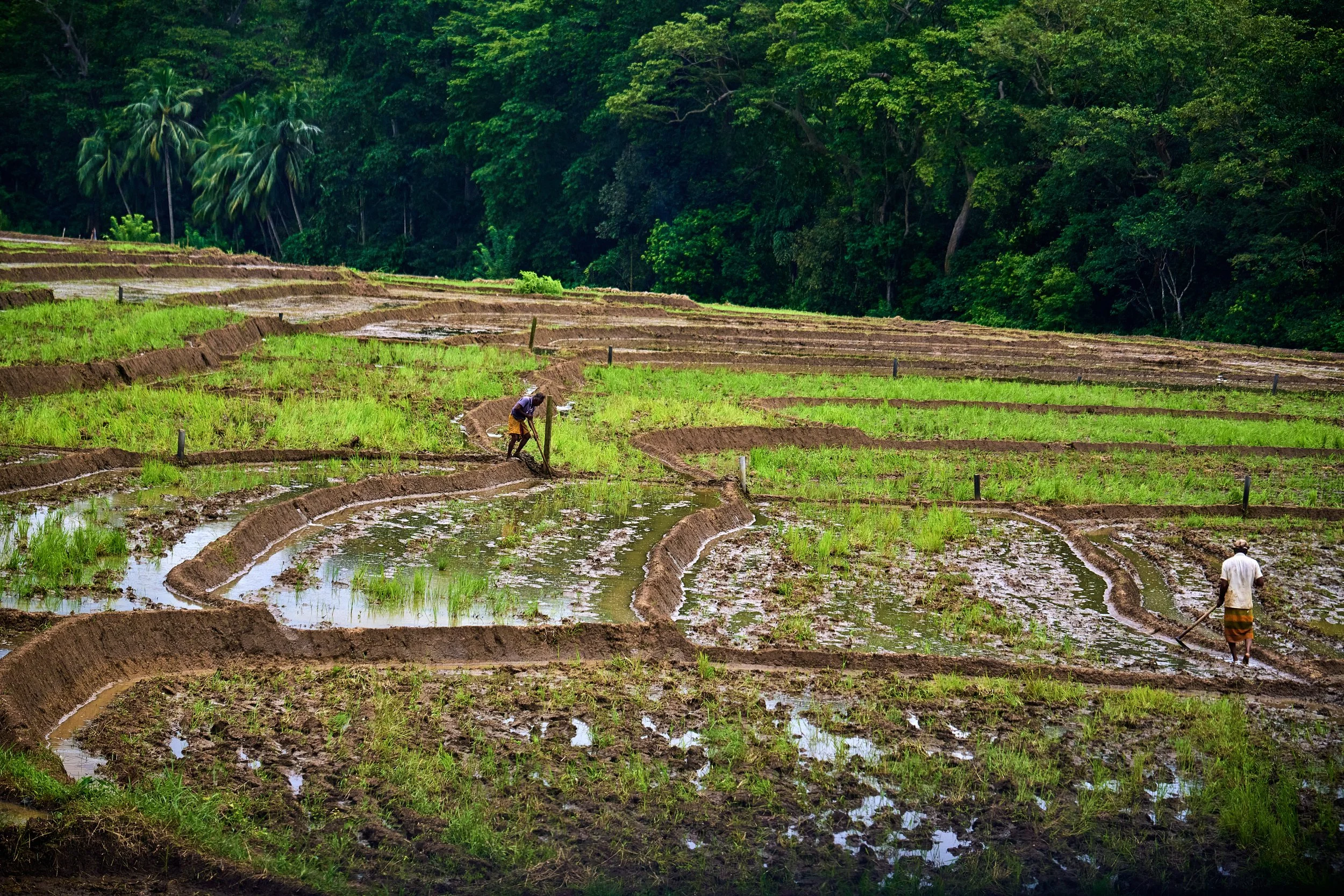 Sri Lanka 2025 452.jpg