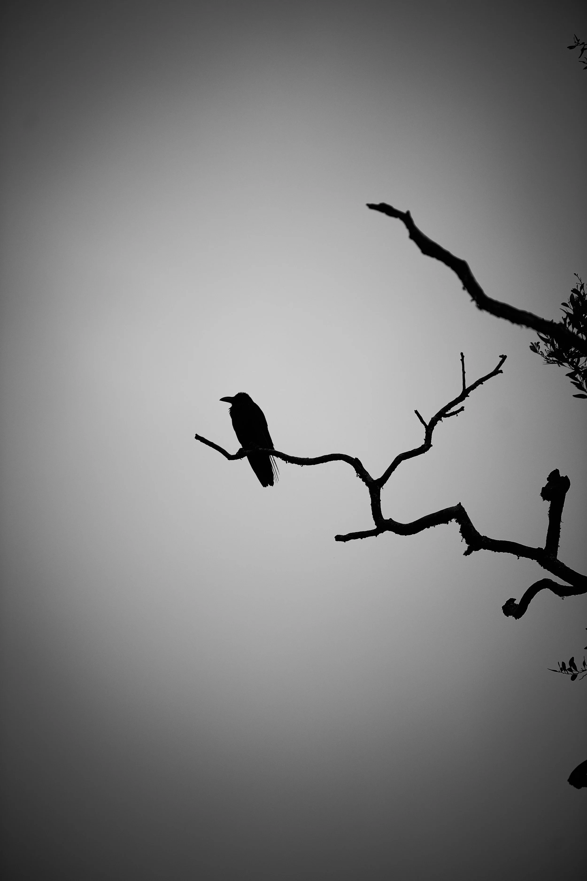 Sri Lanka 2025 346.jpg