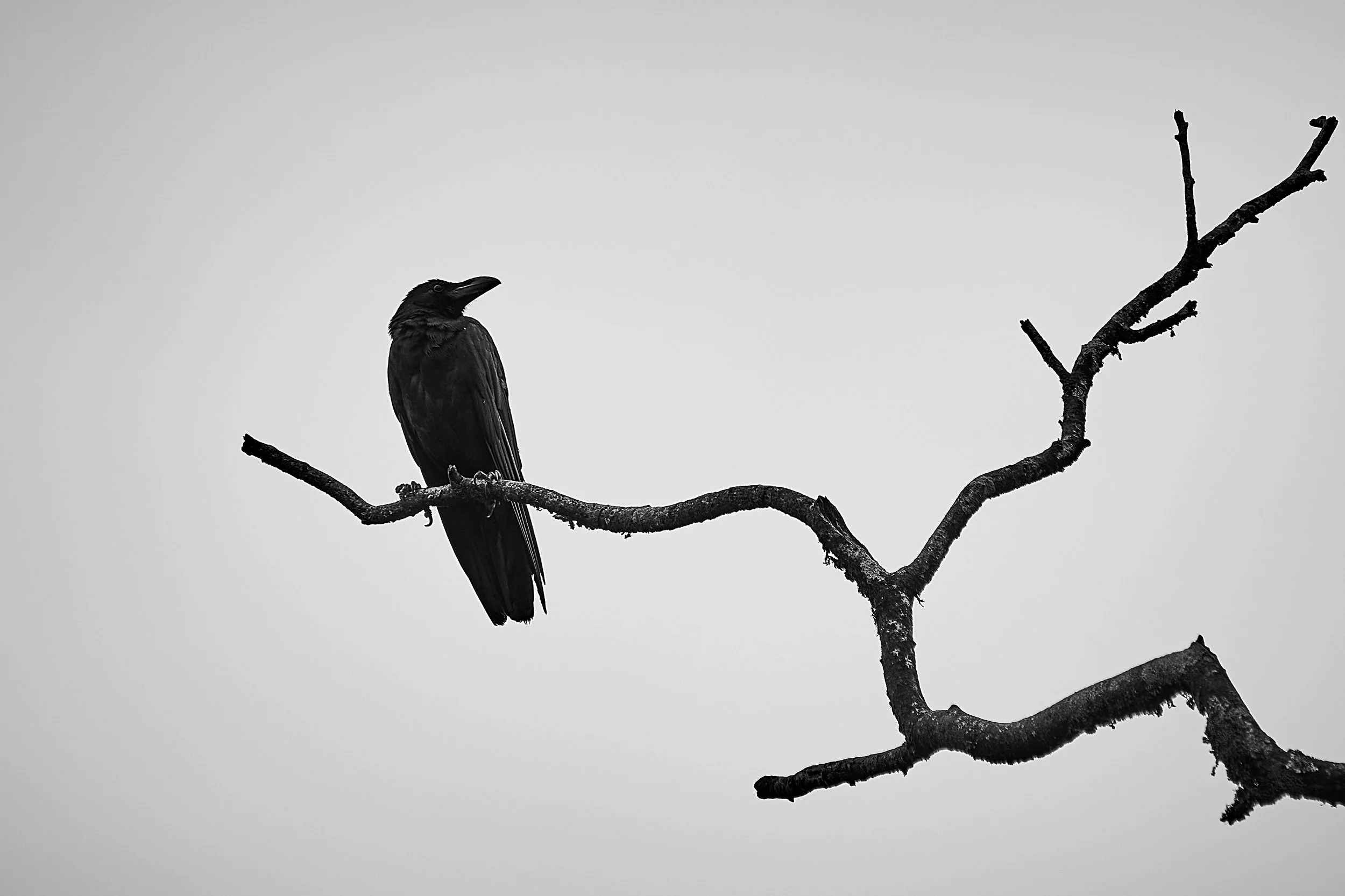Sri Lanka 2025 345.jpg
