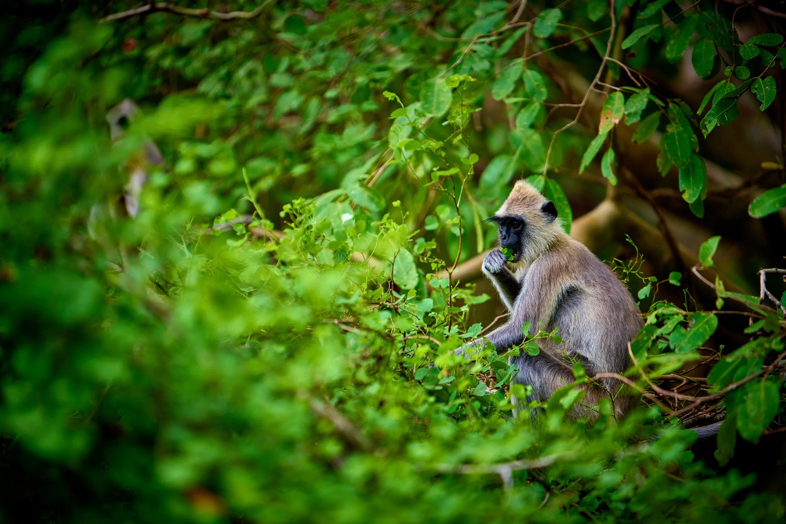 Sri Lanka 2025 181.jpg