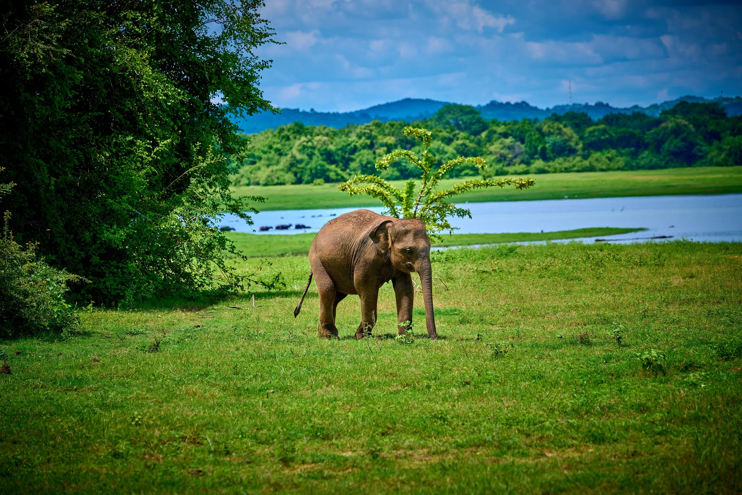Sri Lanka 2025 097.jpg
