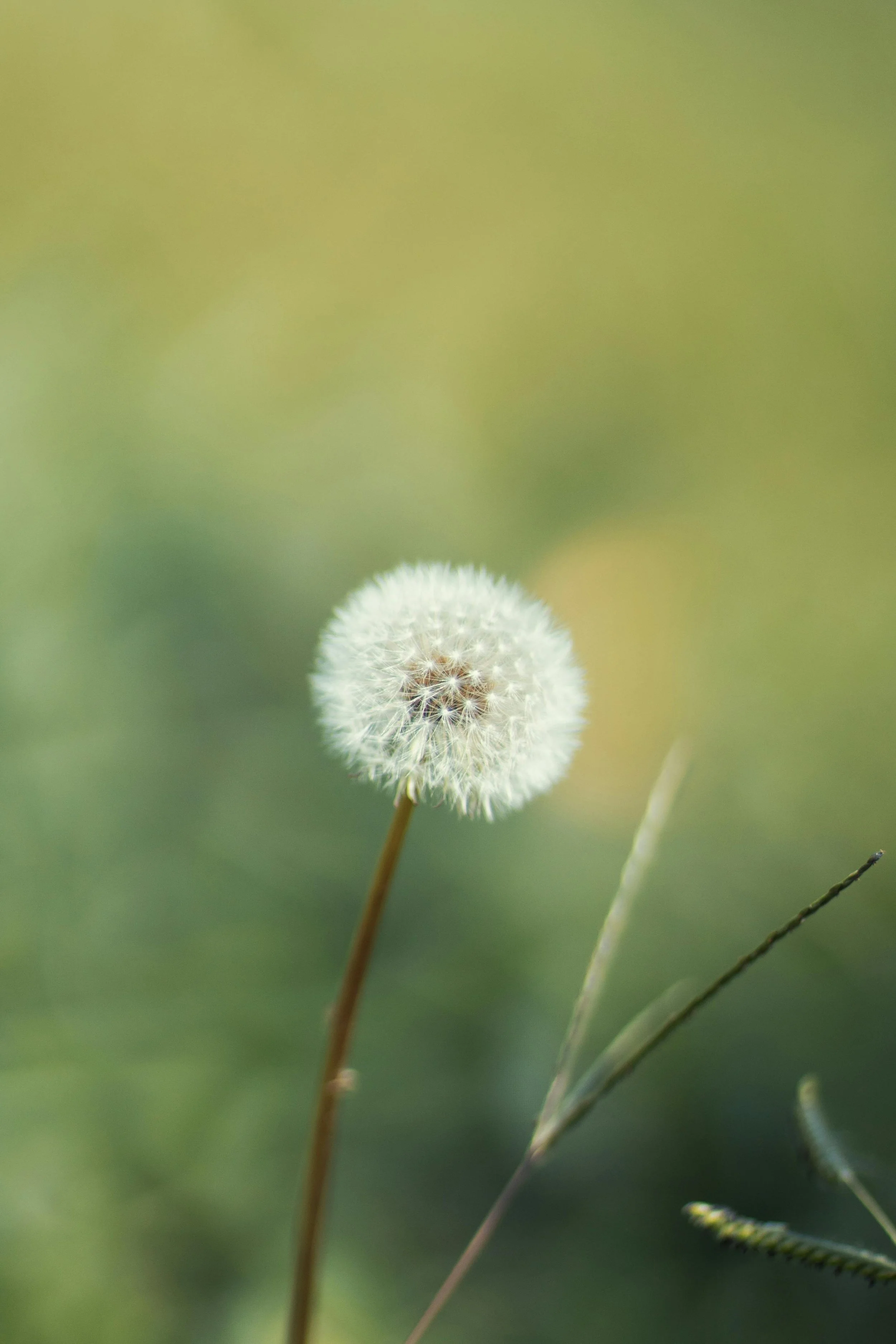 Allergies or Inflammation? The Real Difference
