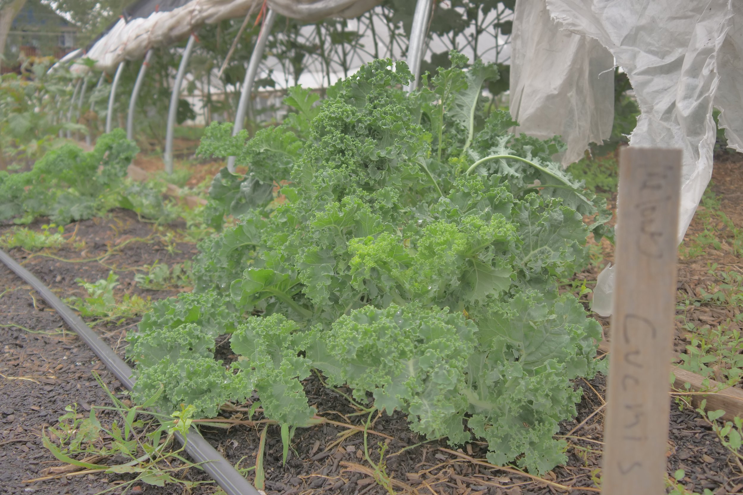 Kale plants growing in a greenhouse with soil and irrigation system visible.