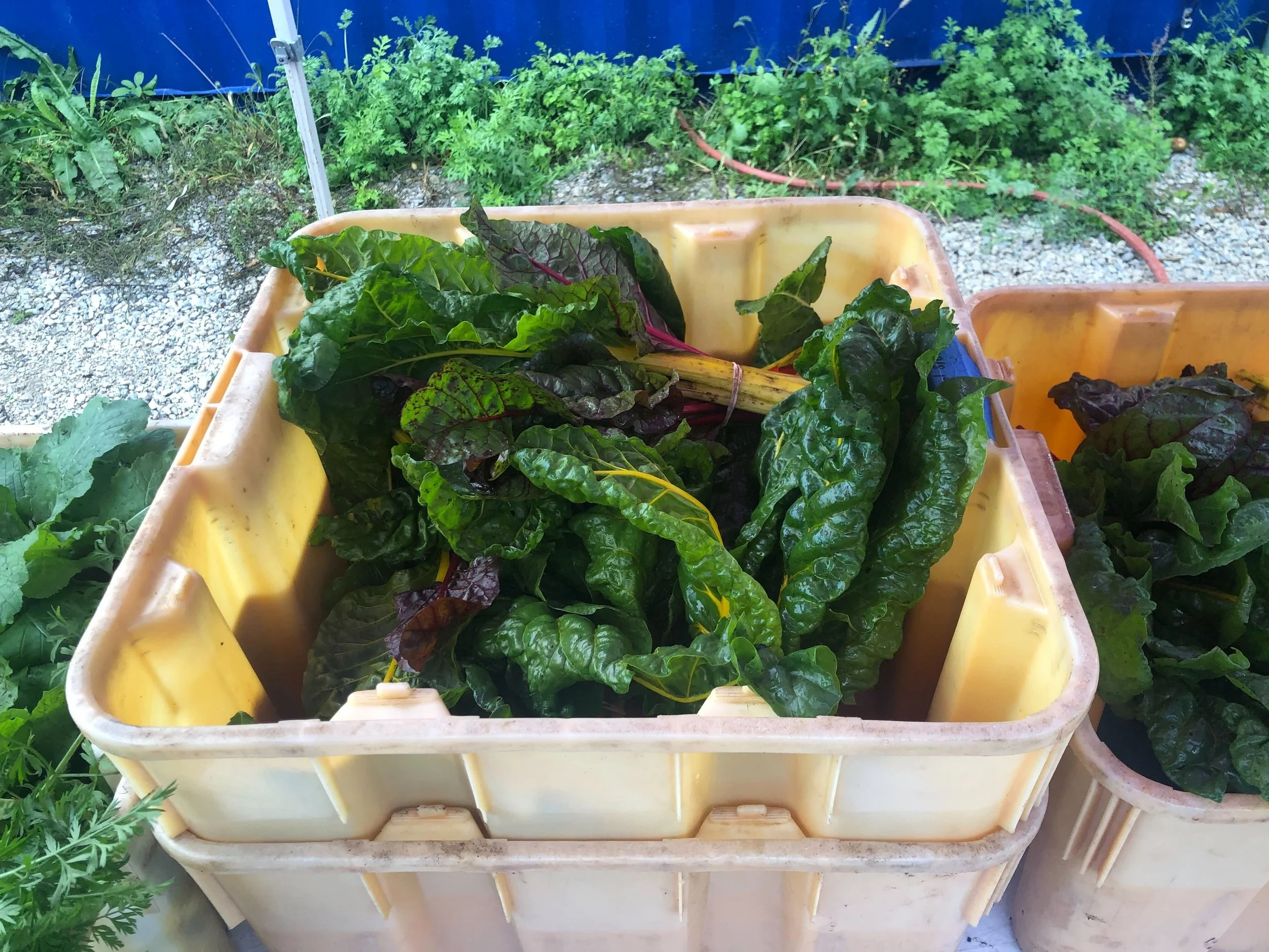 Containers filled with fresh leafy greens and Swiss chard outdoors.
