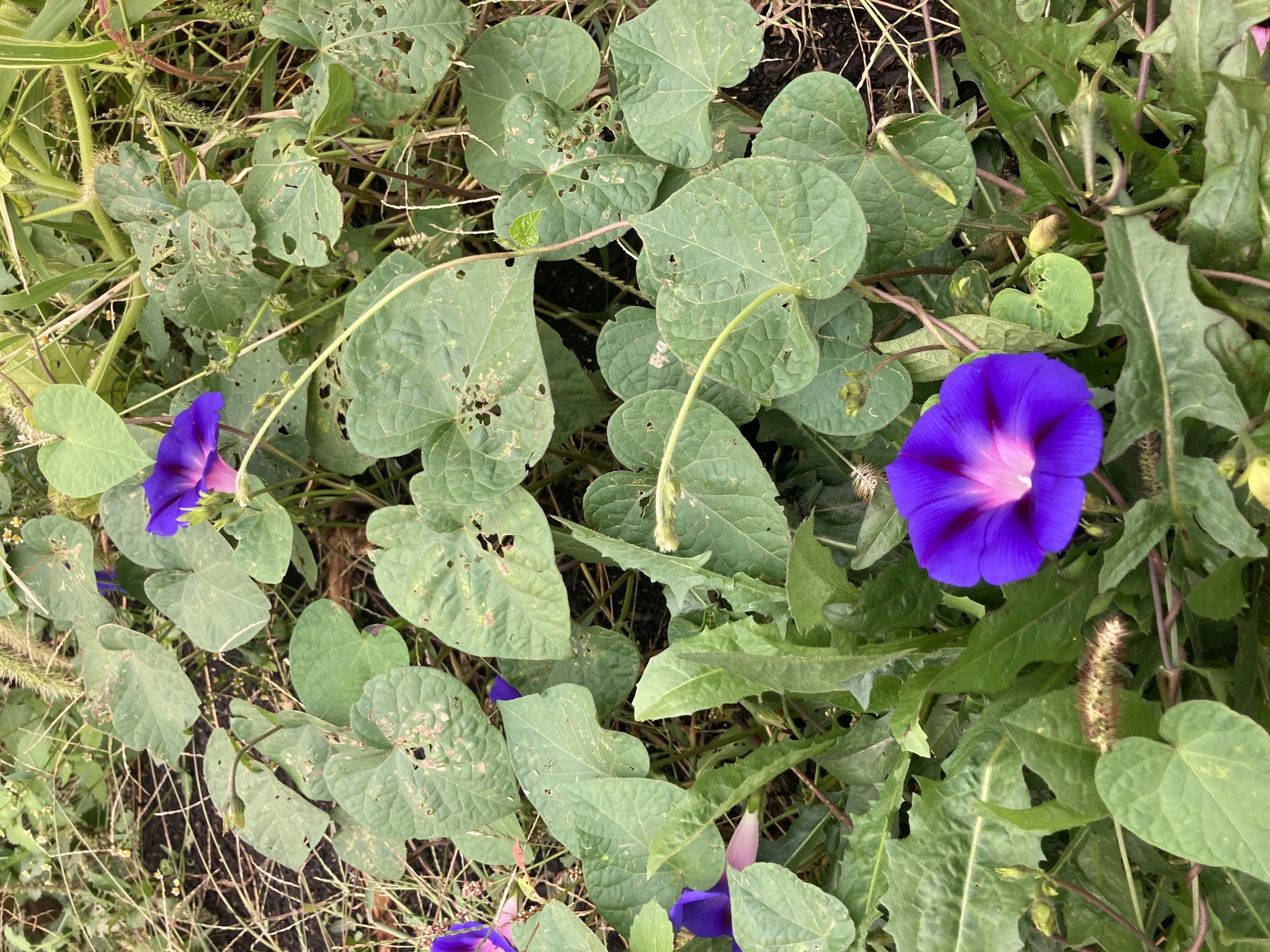 Vibrant purple morning glory flowers with heart-shaped green leaves, some of which have small holes, growing among other plants.