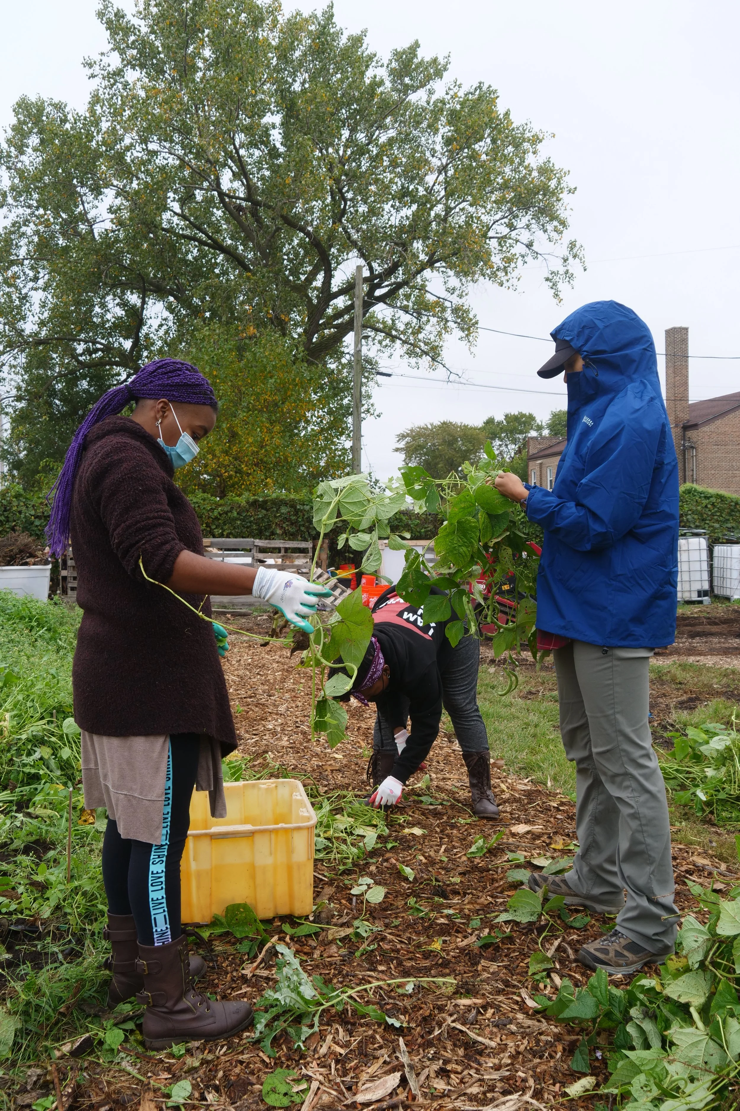 People wearing gloves and masks harvesting green plants on a farm or garden, with trees and buildings in the background.