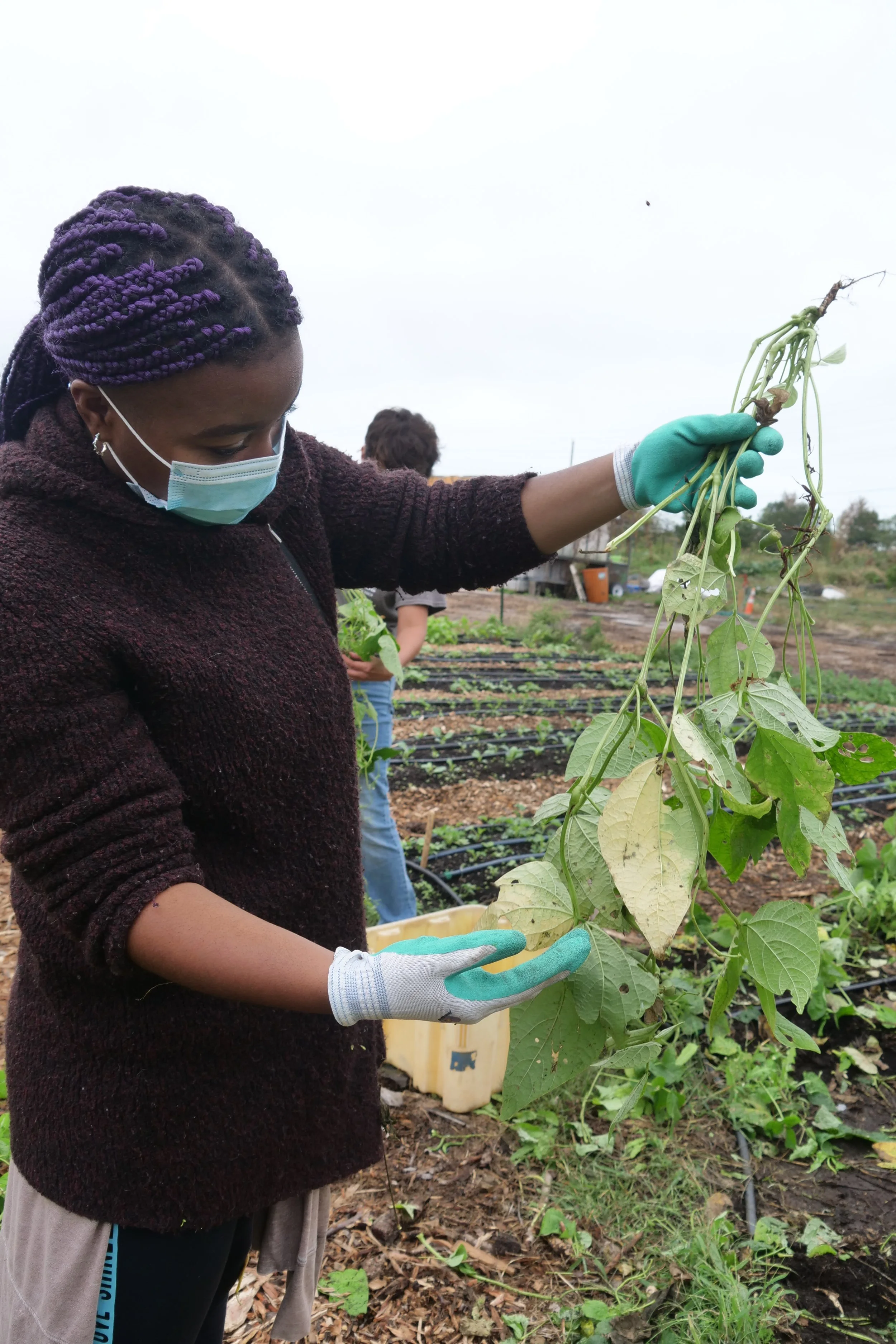 Person in a garden wearing a mask and gloves, holding green plants.
