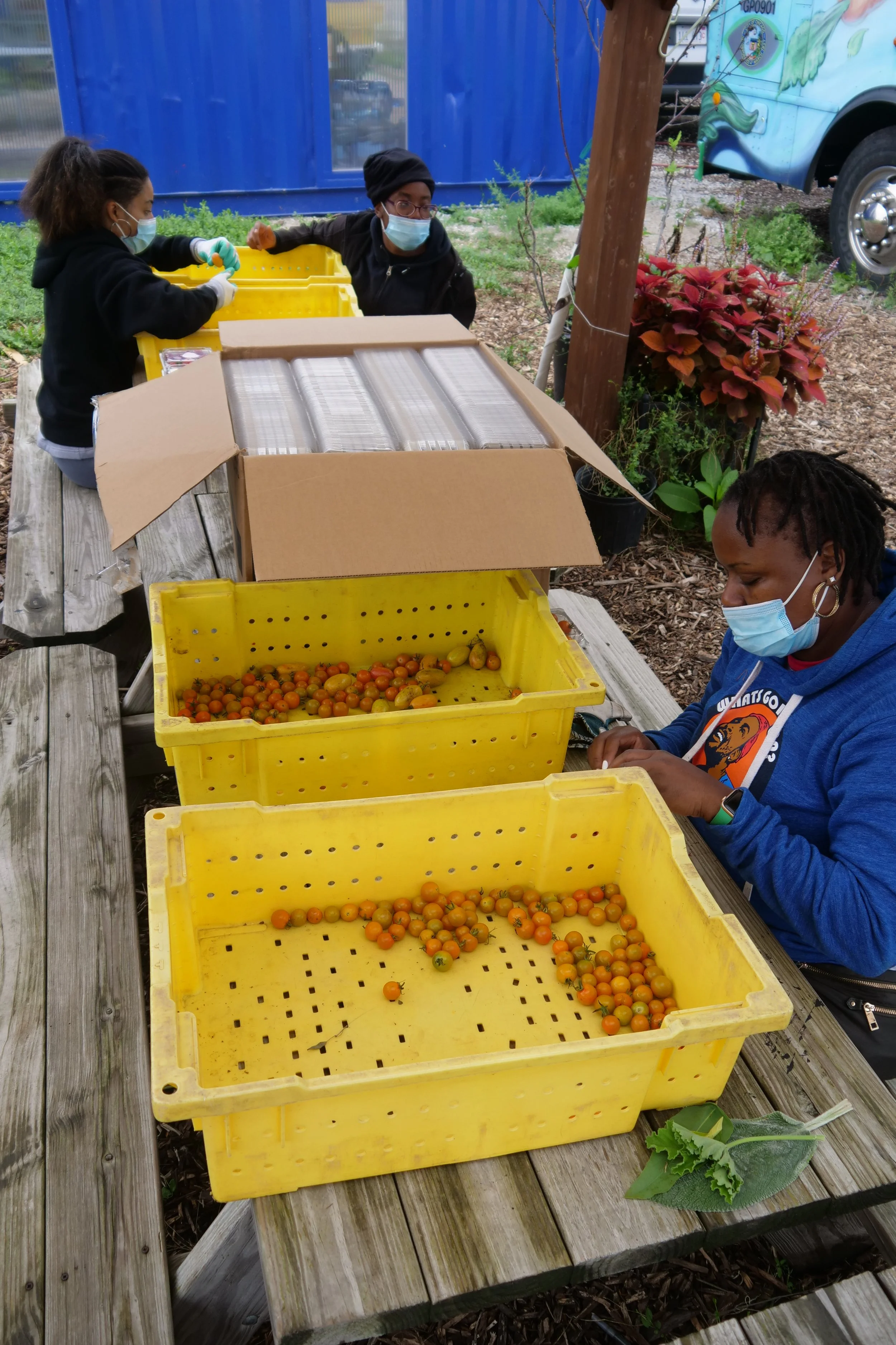People wearing masks sorting small orange tomatoes into yellow containers at an outdoor table, with a cardboard box and colorful foliage nearby.