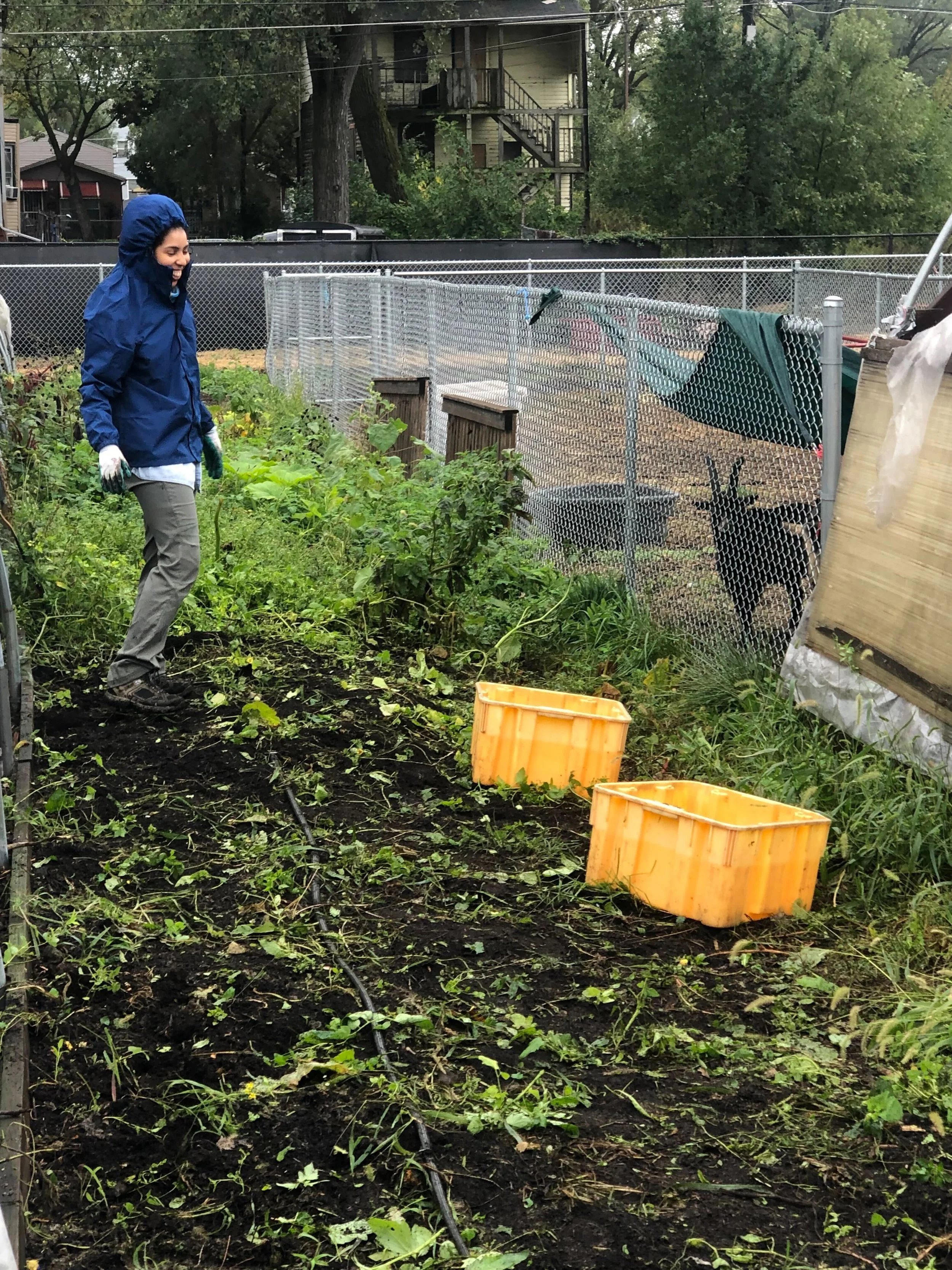 Person in a blue raincoat standing near a garden with two yellow crates on the ground. The area is fenced with chain-link fencing, and there are trees and a house in the background.