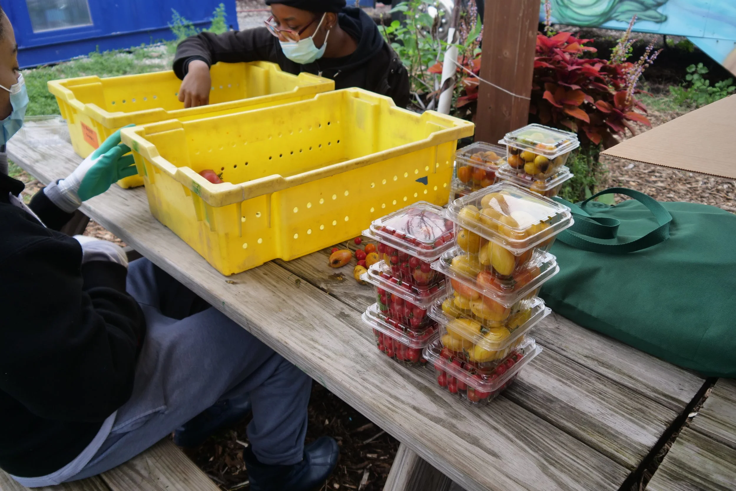 Two people sorting tomatoes at a wooden table, using yellow crates, with stacked plastic containers of small tomatoes beside them and a green tote bag nearby.