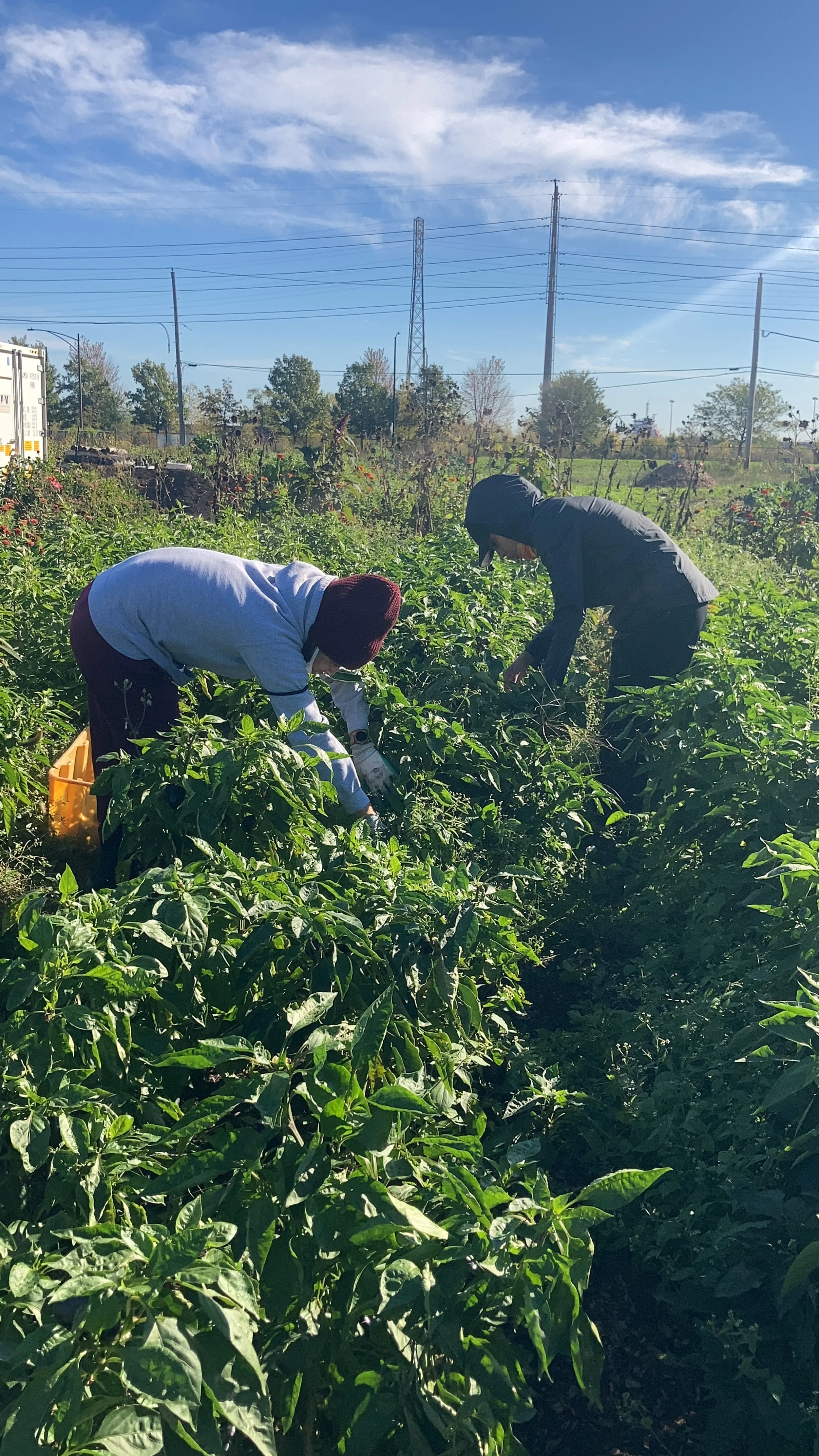 Two people harvesting crops in a field on a sunny day, surrounded by green foliage and plants.