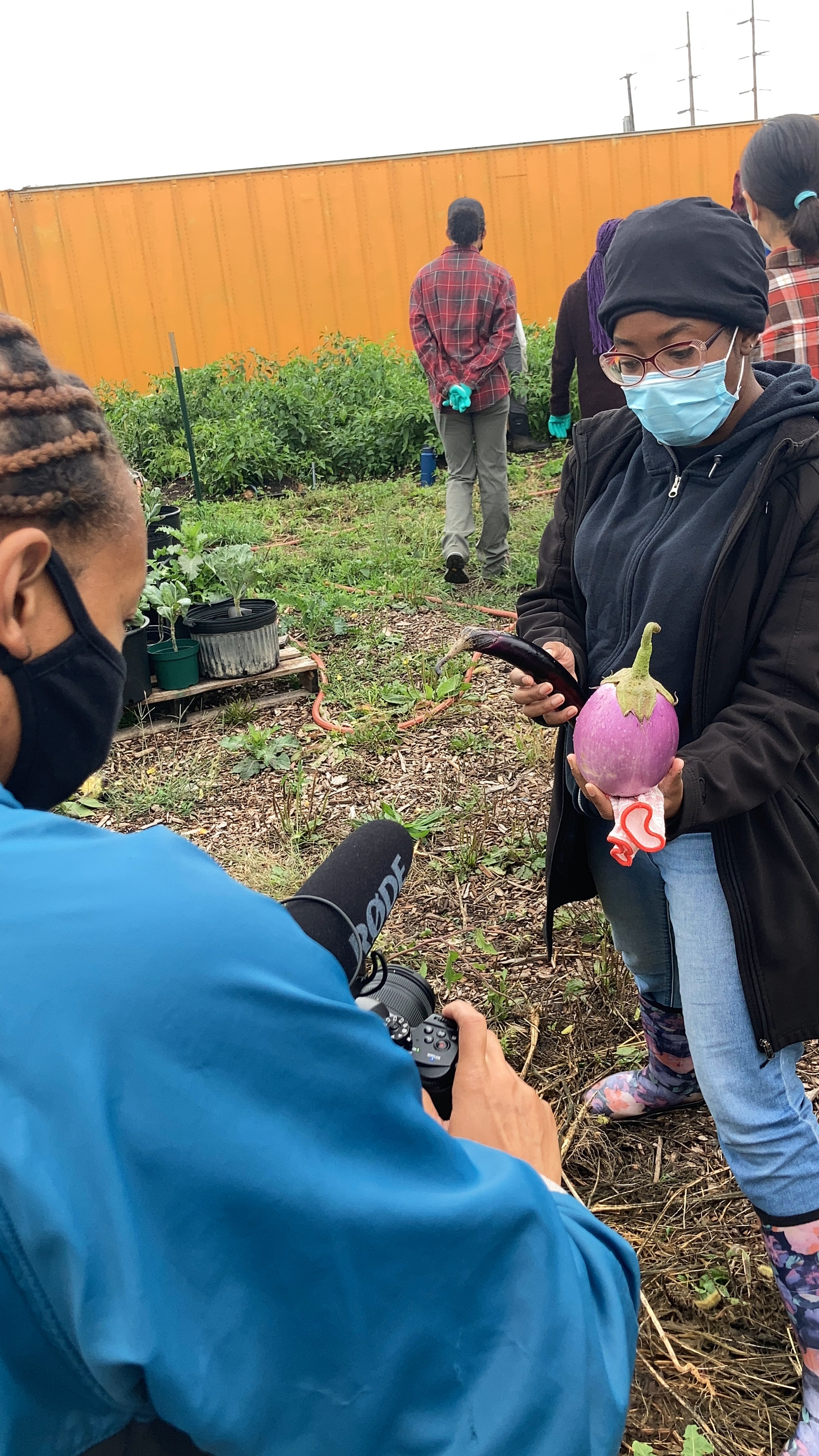 Person in a garden recording another person holding a purple eggplant and a smartphone. Other people are in the background near plants. Both are wearing masks.