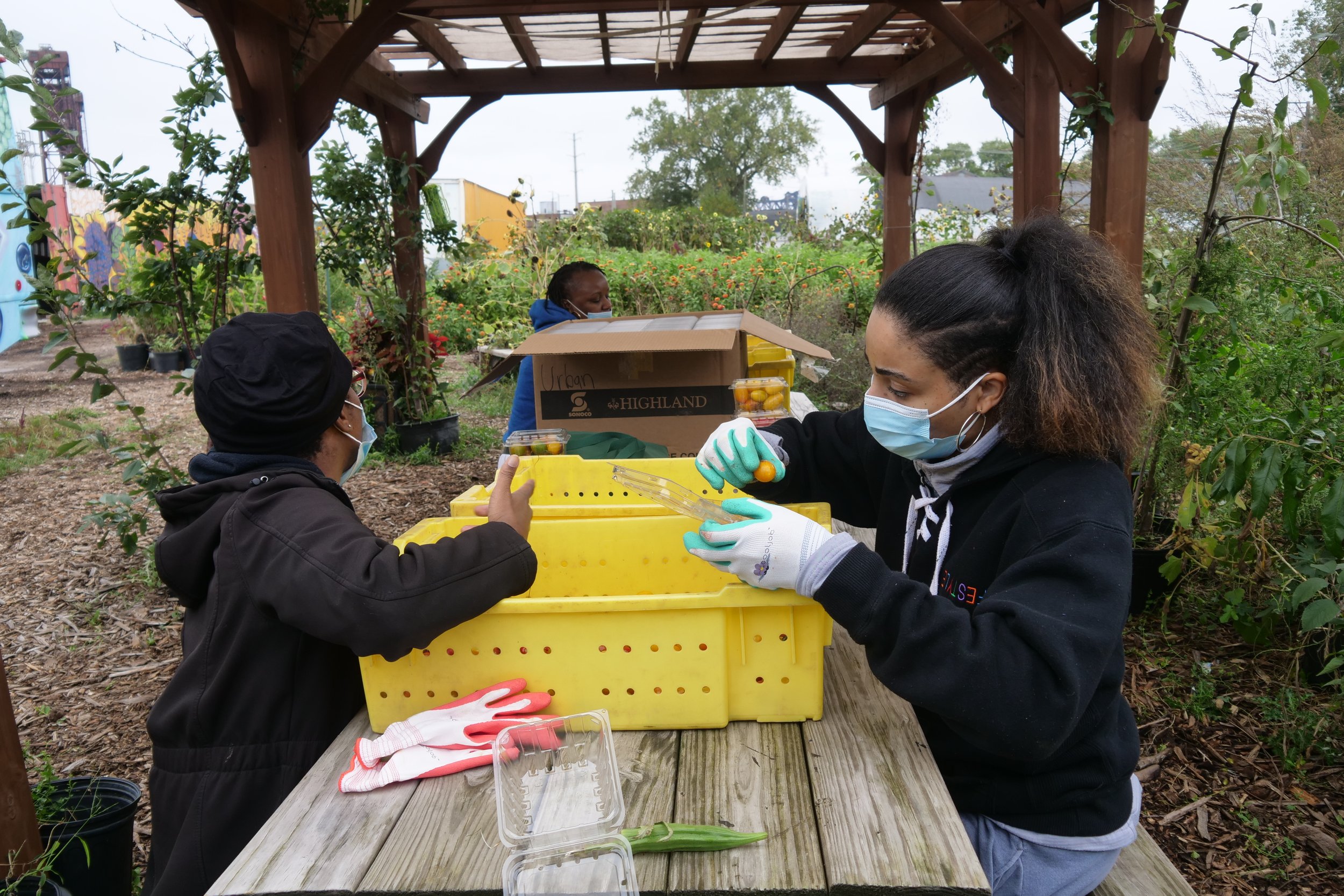 People working in a community garden, sorting produce into yellow crates. They are wearing masks and gloves, under a wooden pergola.