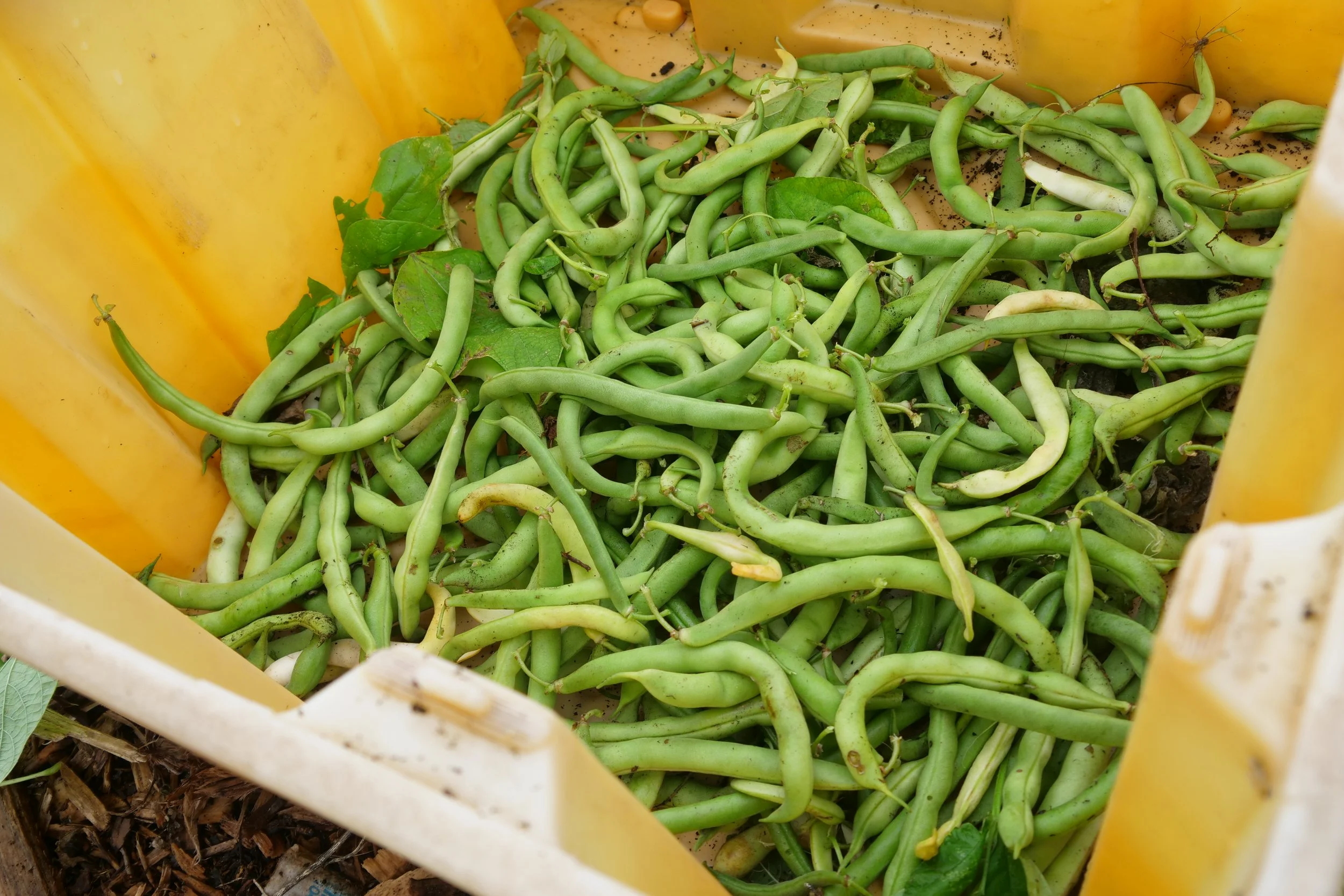 Fresh green beans in a yellow plastic crate