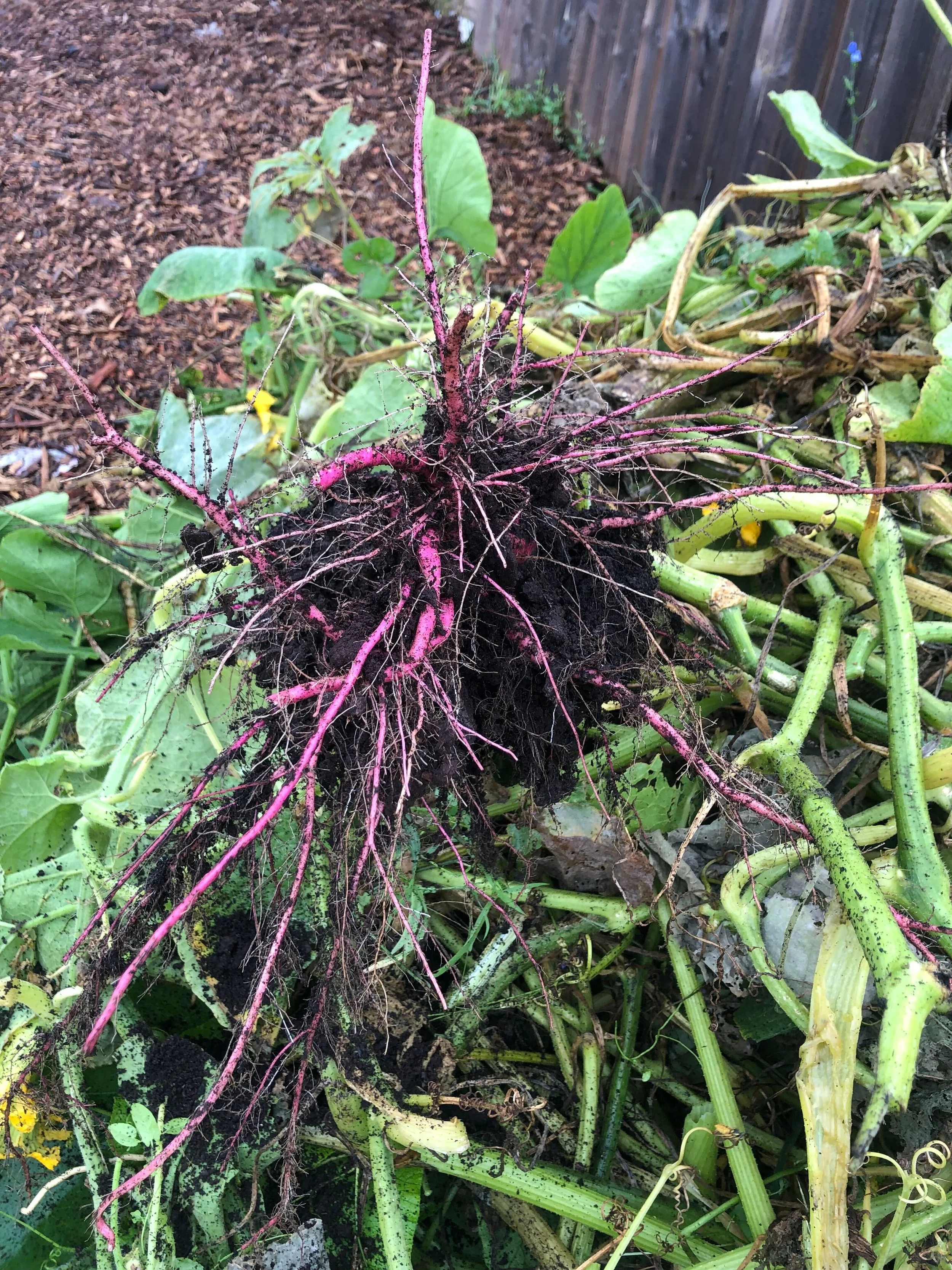 Bright pink roots of uprooted plant on a compost heap with green leaves and stems in the background.
