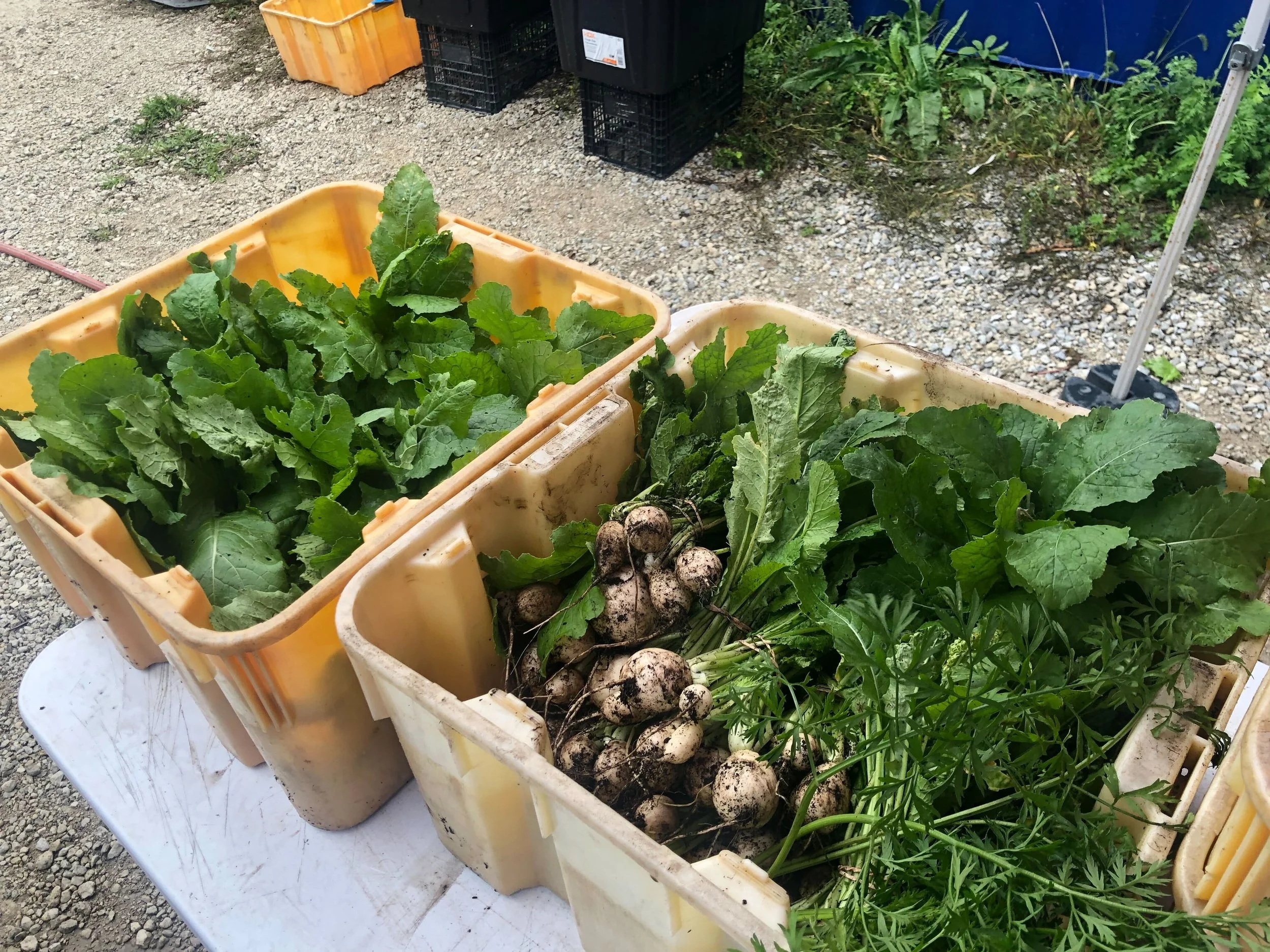 Yellow bins filled with freshly harvested greens and root vegetables on a table outdoors.