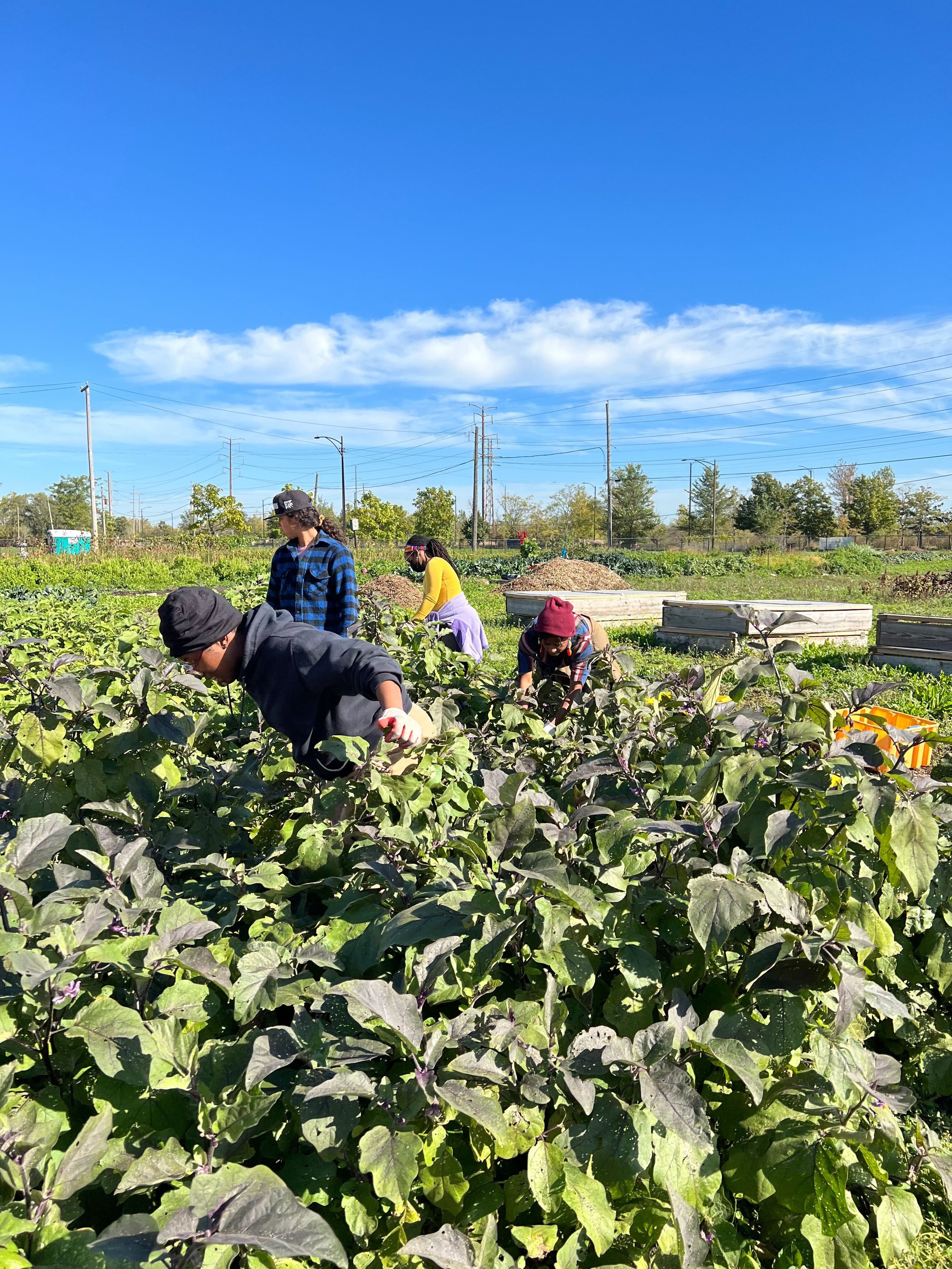 People harvesting leafy greens in a sunny garden under a blue sky.