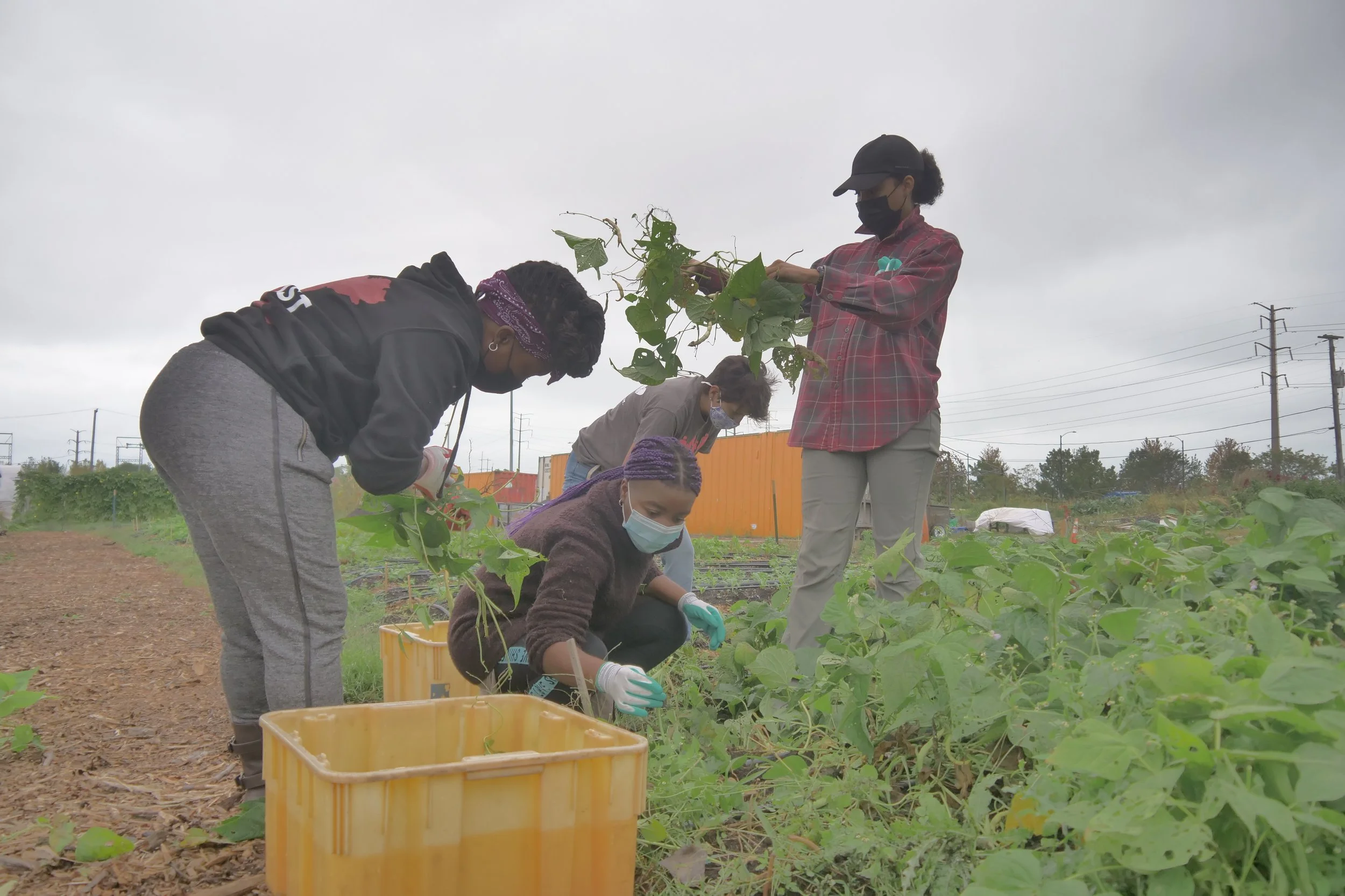 Group of people wearing masks and gloves, harvesting plants in an outdoor garden.