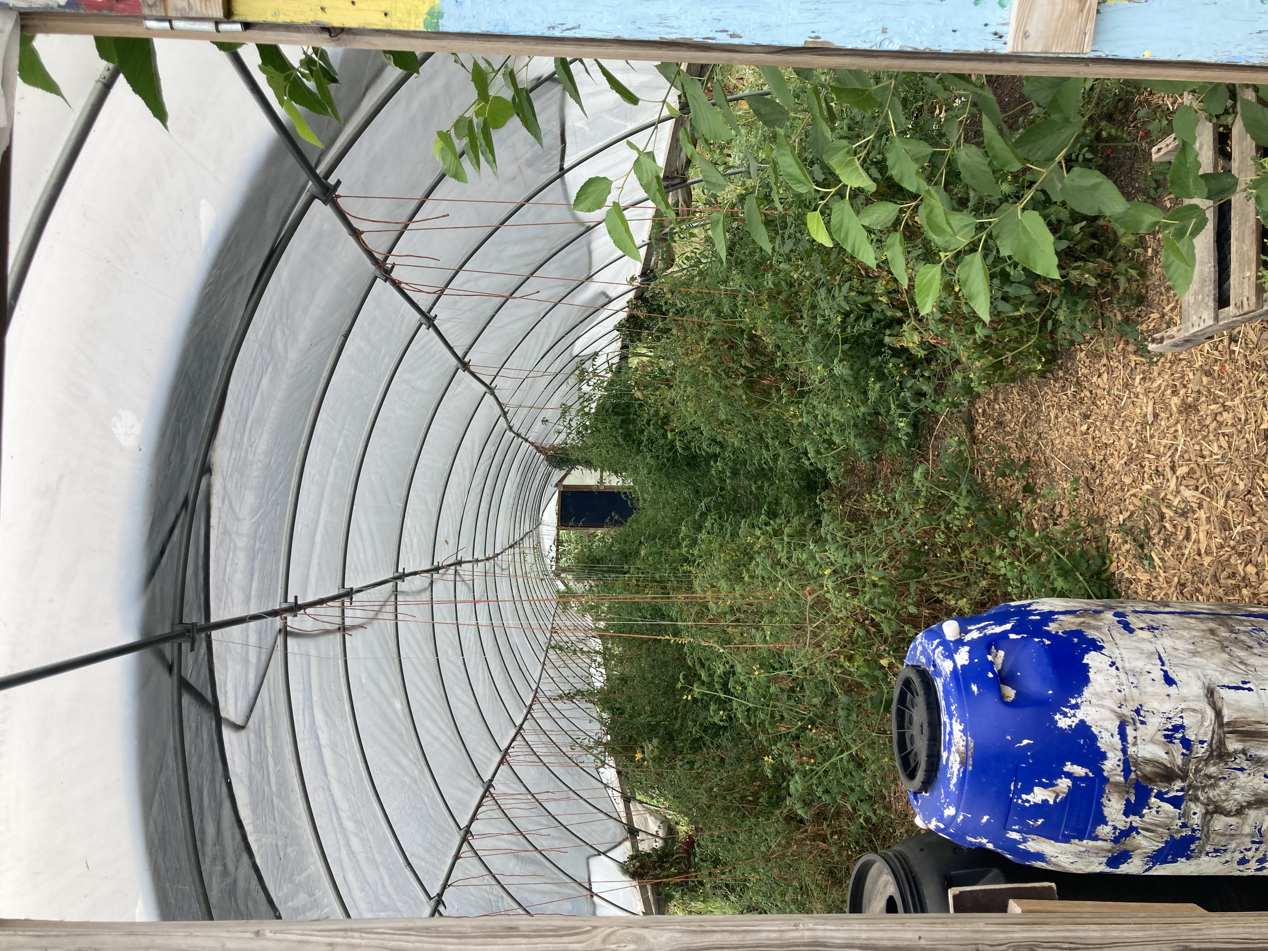 Interior of a greenhouse with greenery and trellised plants, surrounded by a translucent plastic covering, a wooden pallet, and weathered blue barrels.