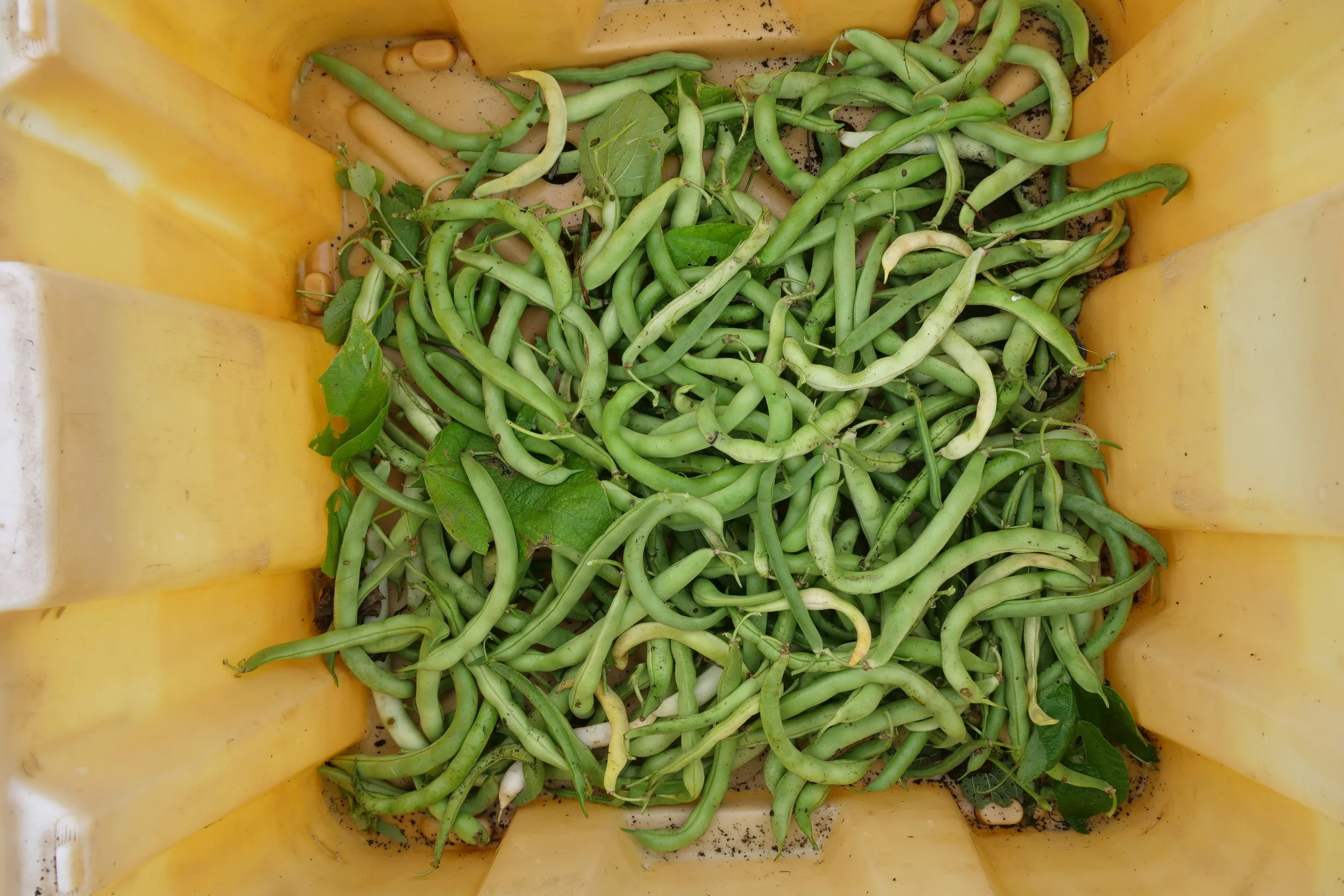 Fresh green beans in a yellow container