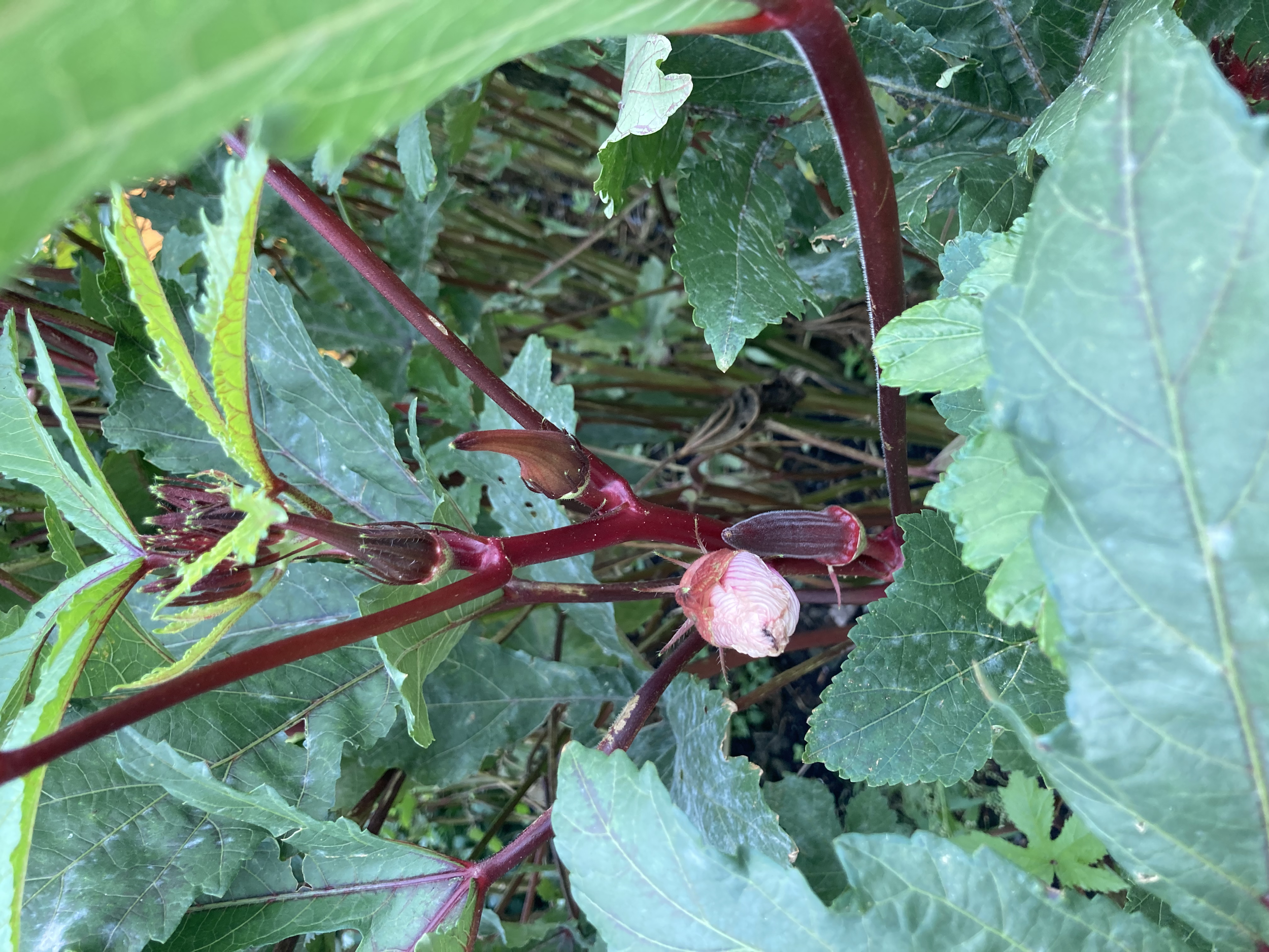 Close-up of red okra pods and green leaves on a plant.