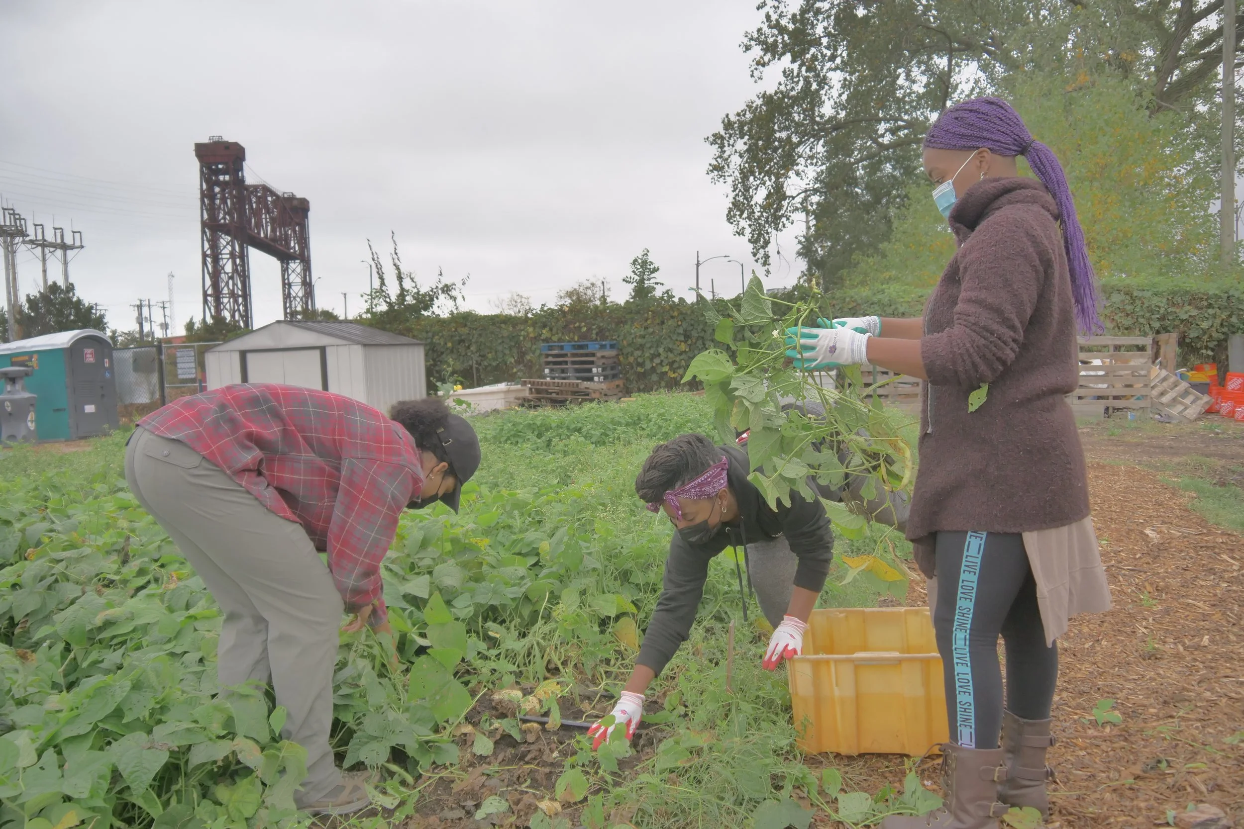 Three people harvesting vegetables in a community garden with greenery around and an industrial bridge structure in the background.