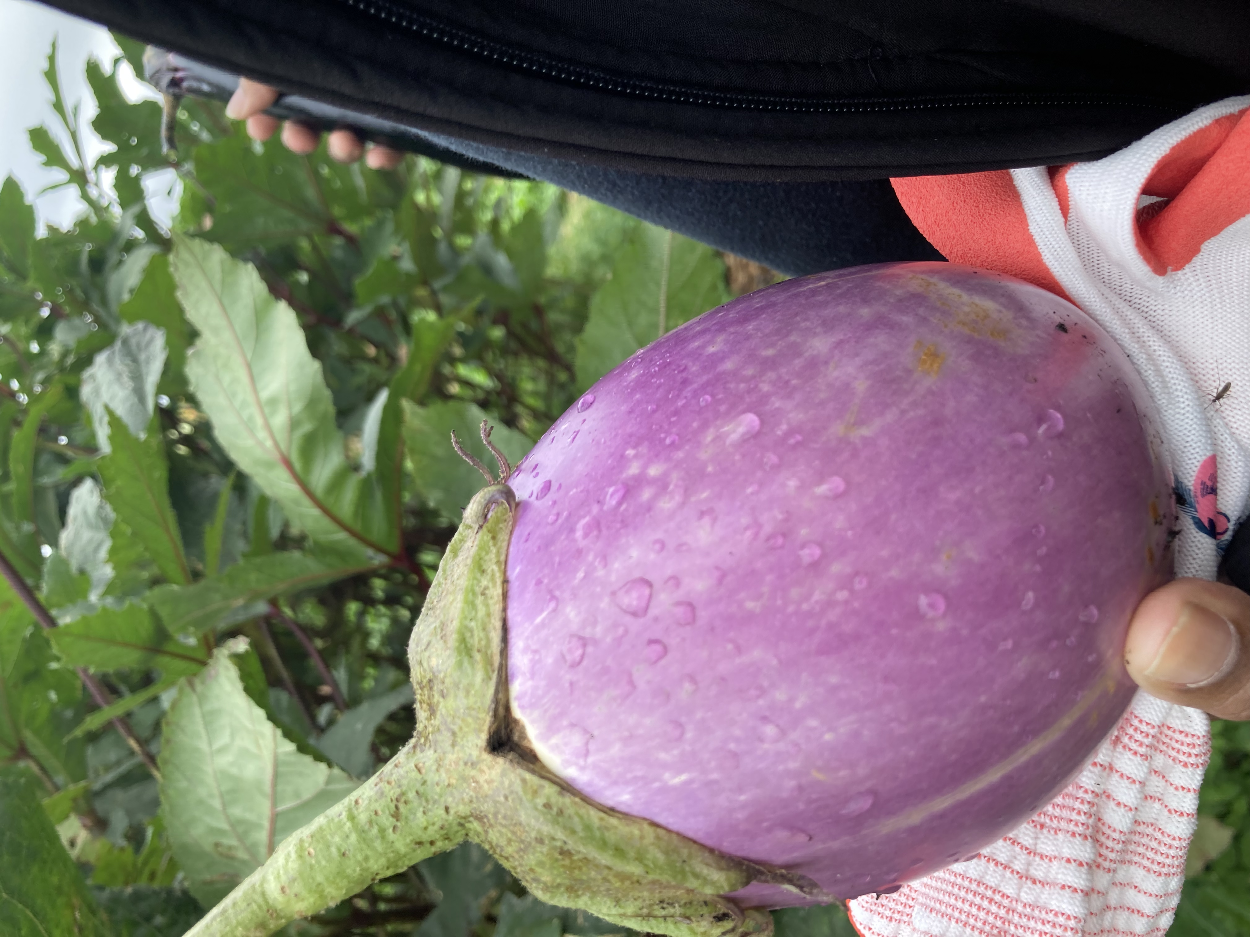 Close-up of a large, purple eggplant with water droplets, held by a person against a background of green leaves.