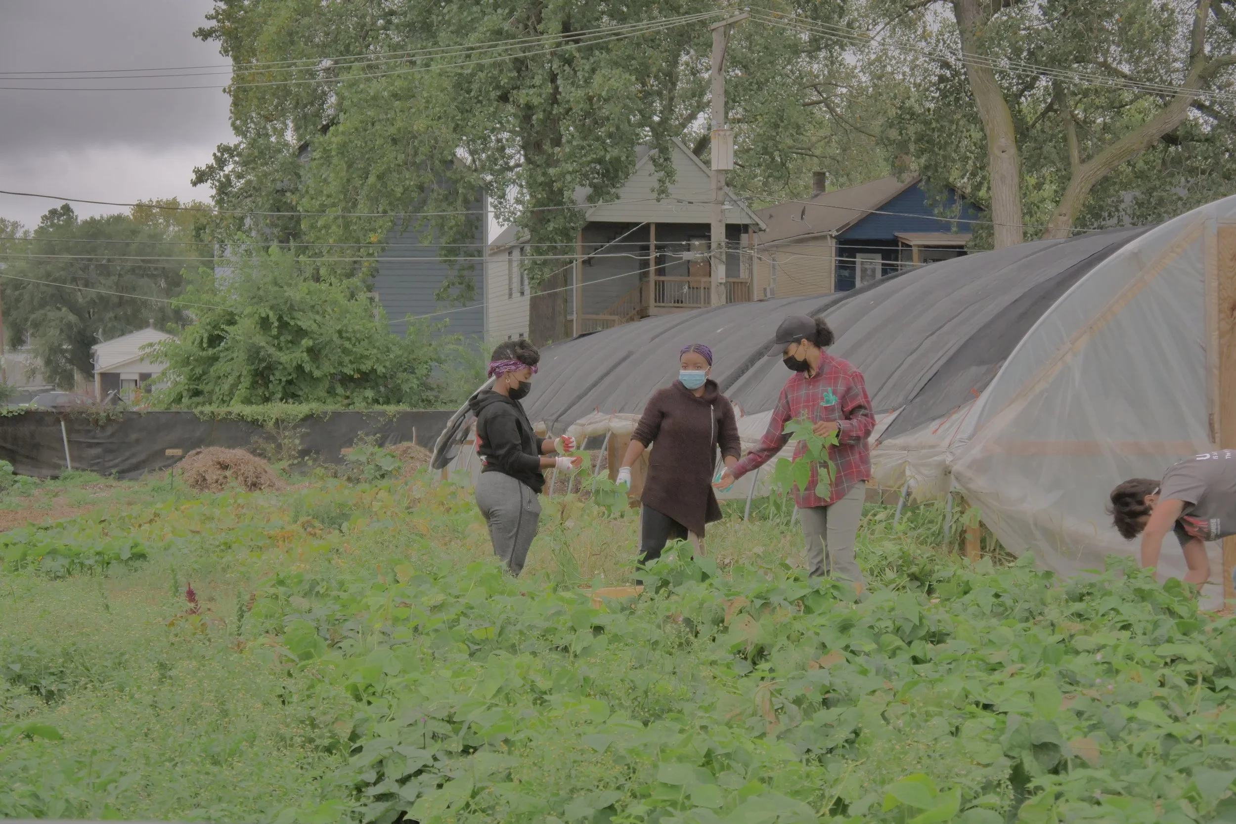 Four people working in an urban garden with greenhouses in the background.