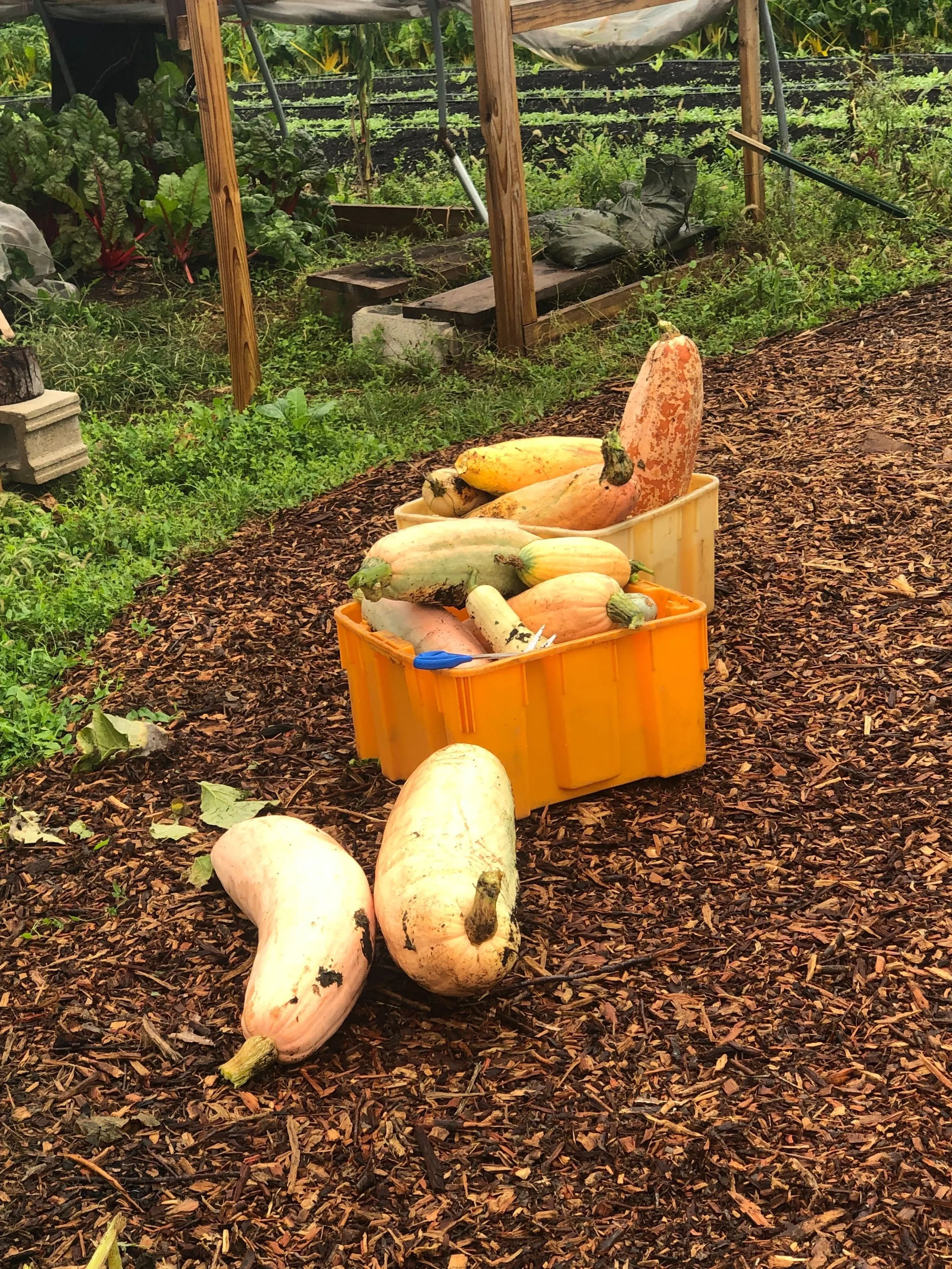 Large pale squashes in a garden with some inside a yellow crate, surrounded by wood chip mulch and green leafy plants.